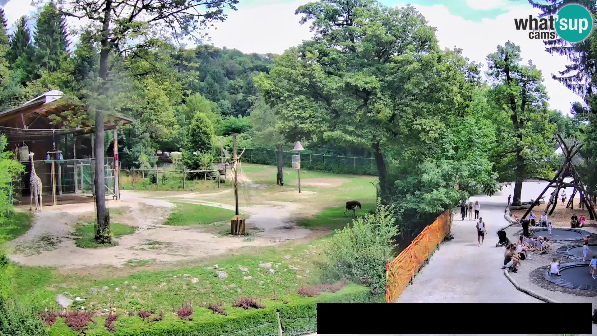 Webcam Zoo Ljubljana – Giraffen