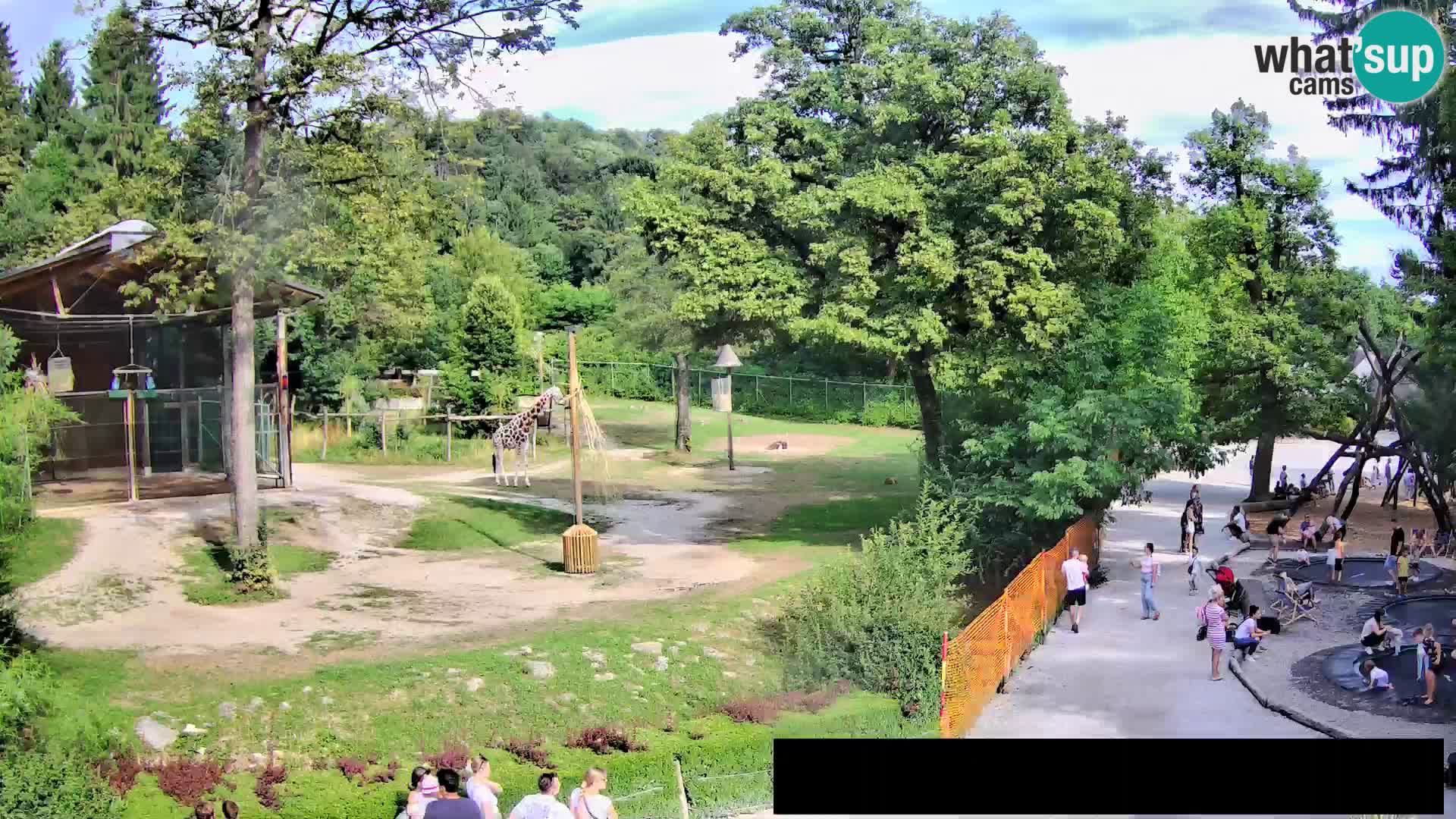 Webcam Zoo Ljubljana – Jirafas