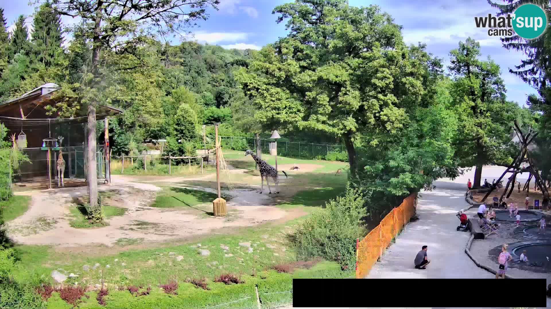 Webcam Zoo Ljubljana – Jirafas