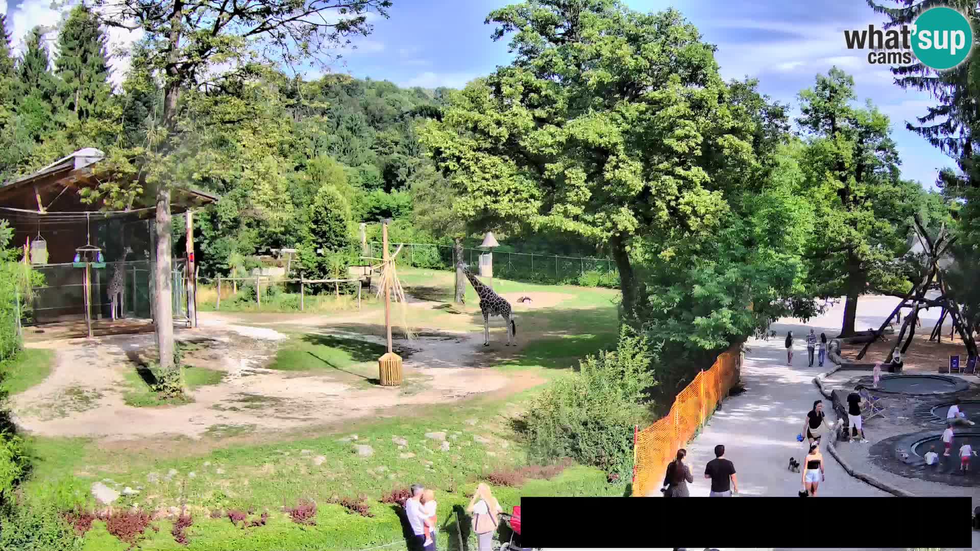 Webcam Zoo Ljubljana – Jirafas