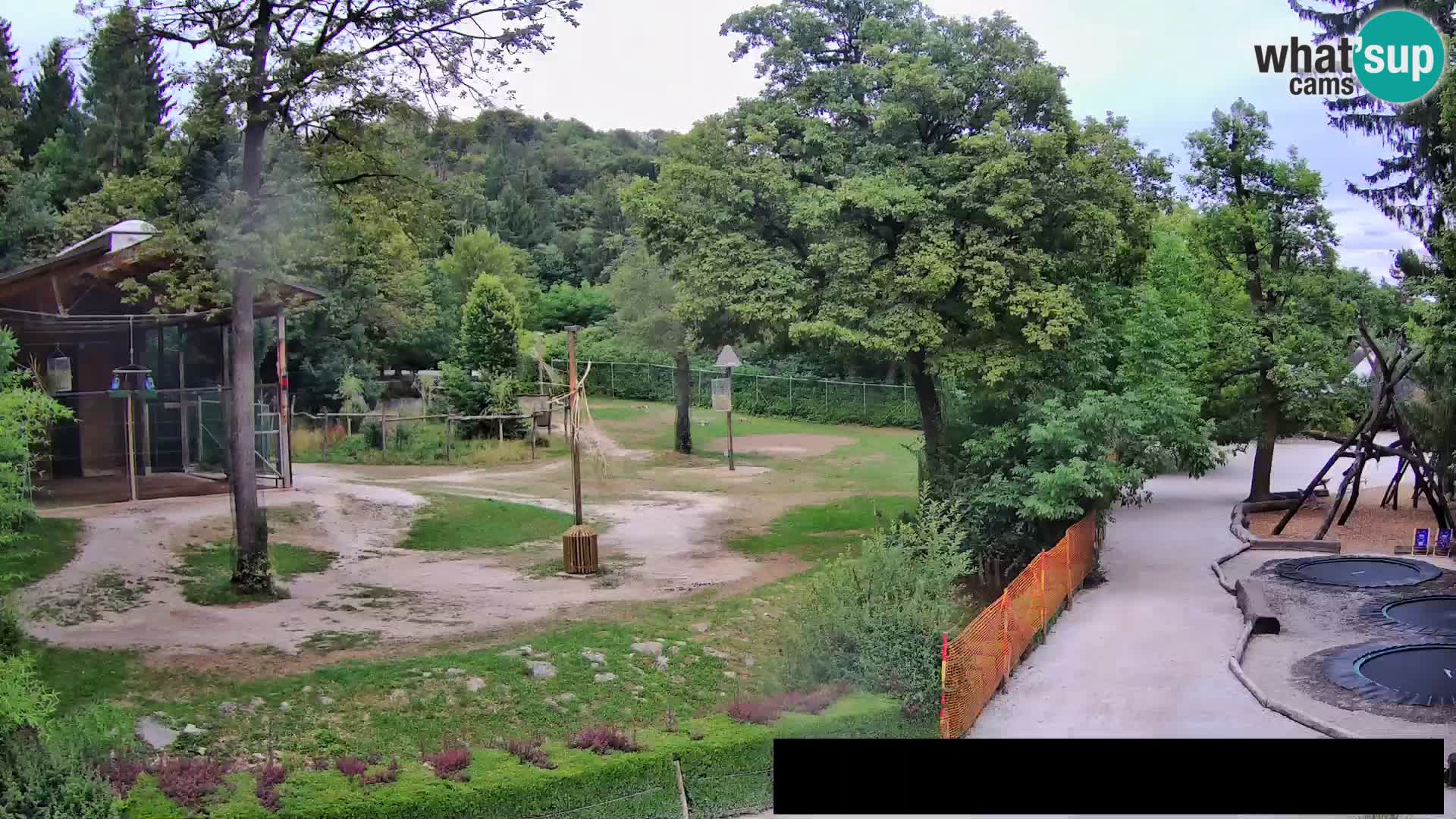 Webcam live Zoo Lubiana – Giraffe