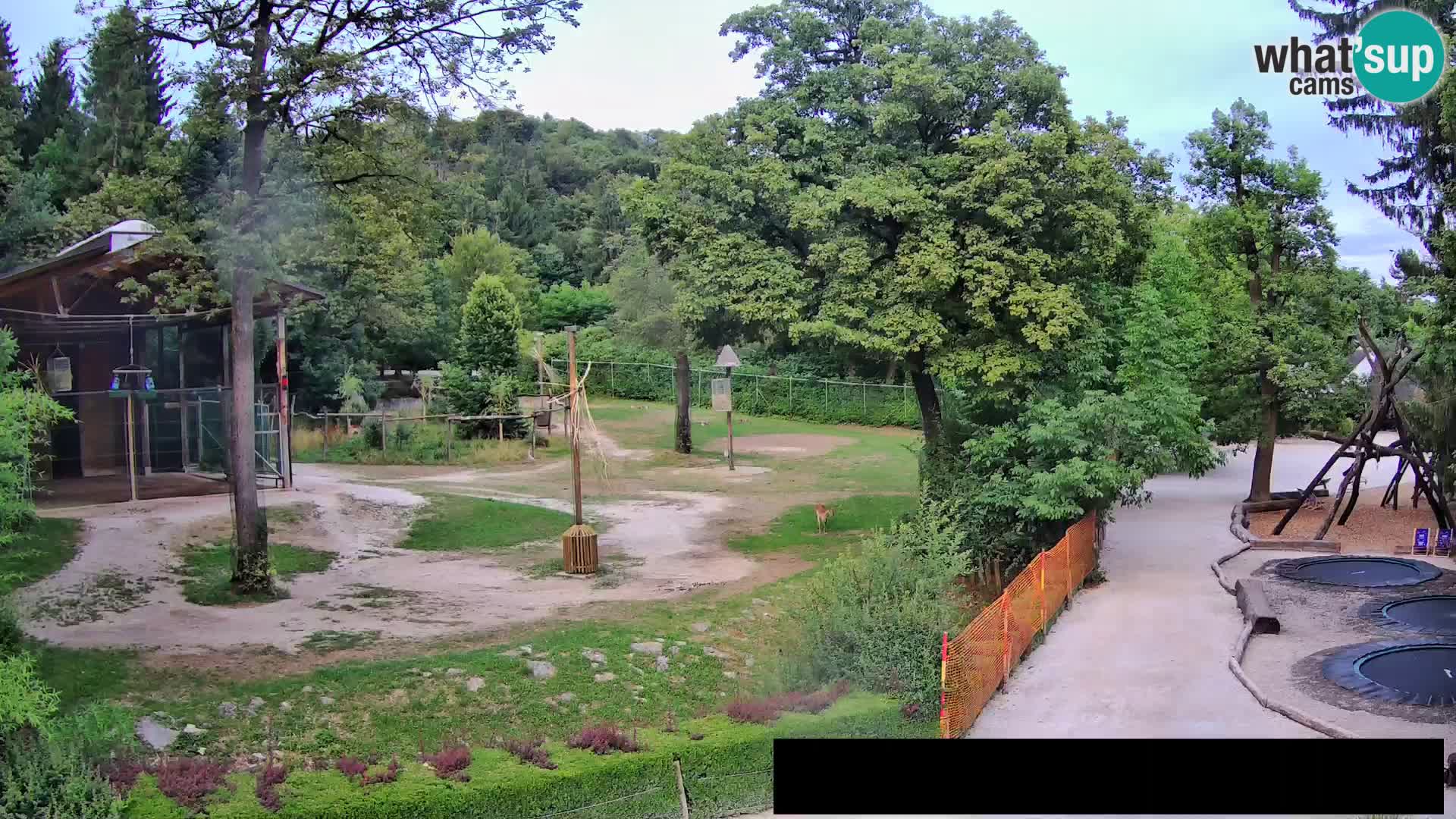 Webcam Zoo Ljubljana – Giraffes