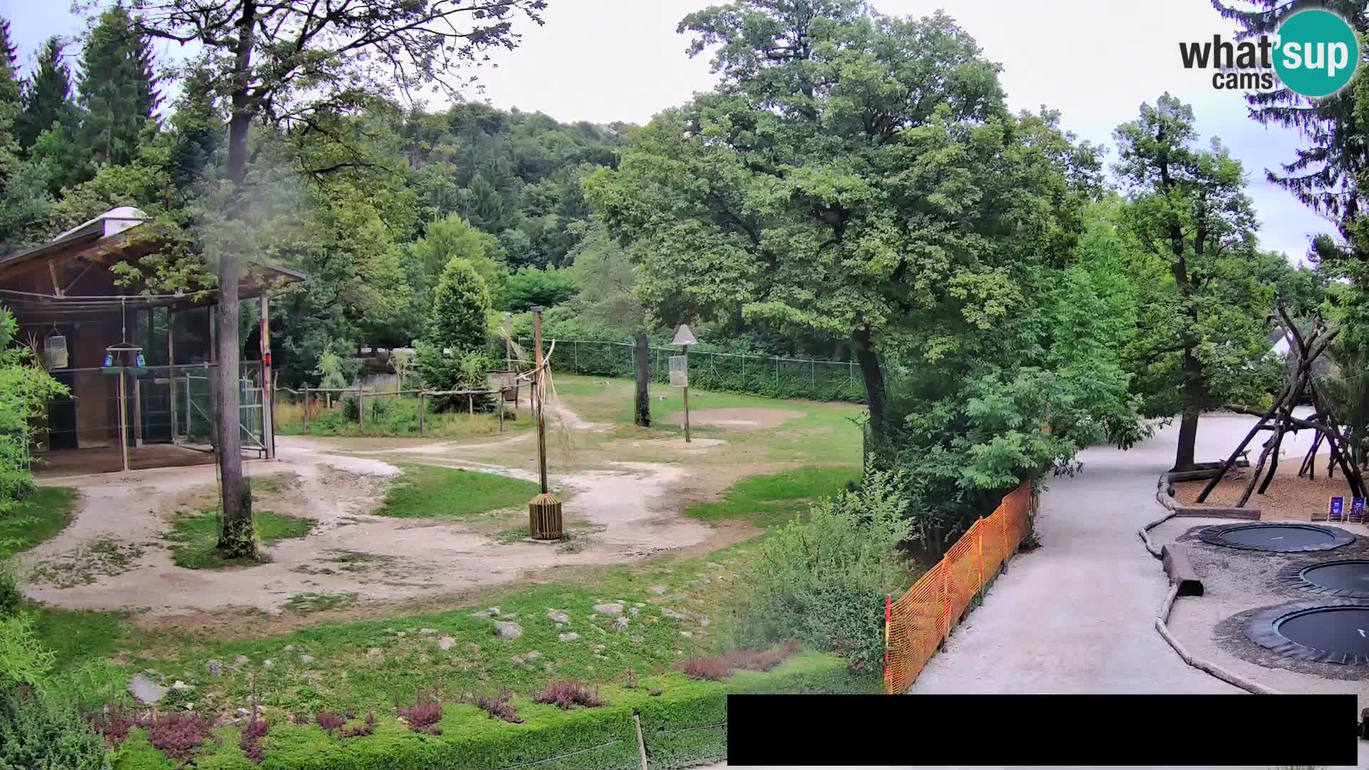 Webcam Zoo Ljubljana – Giraffes