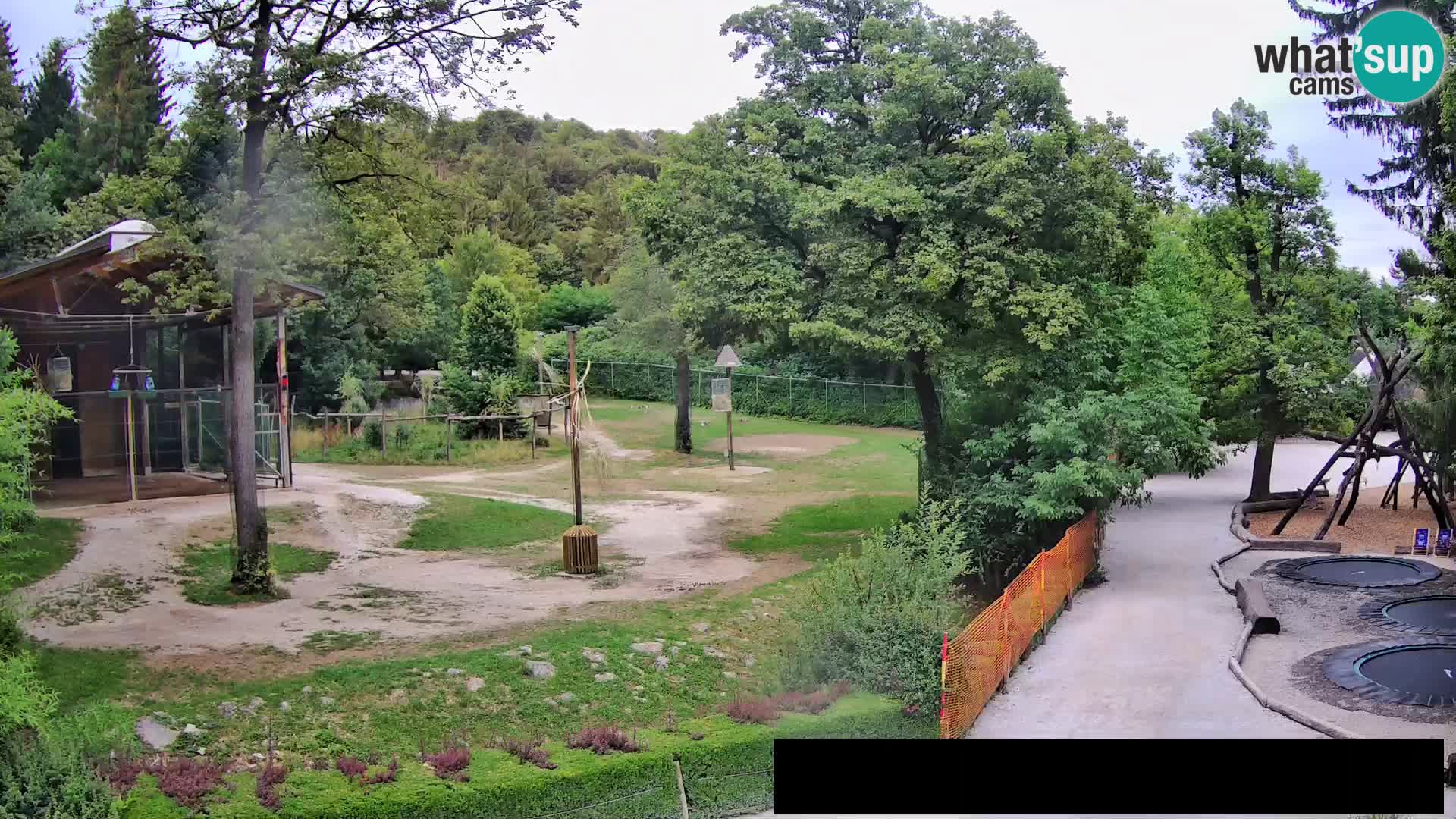 Webcam Zoo Ljubljana – Jirafas