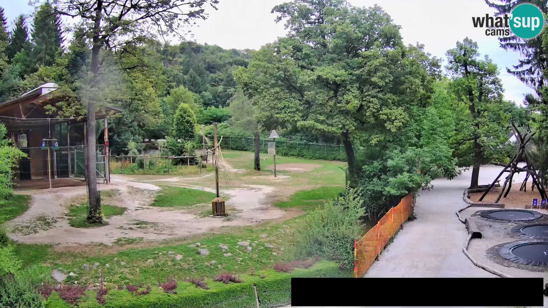Webcam Zoo Ljubljana – Giraffes