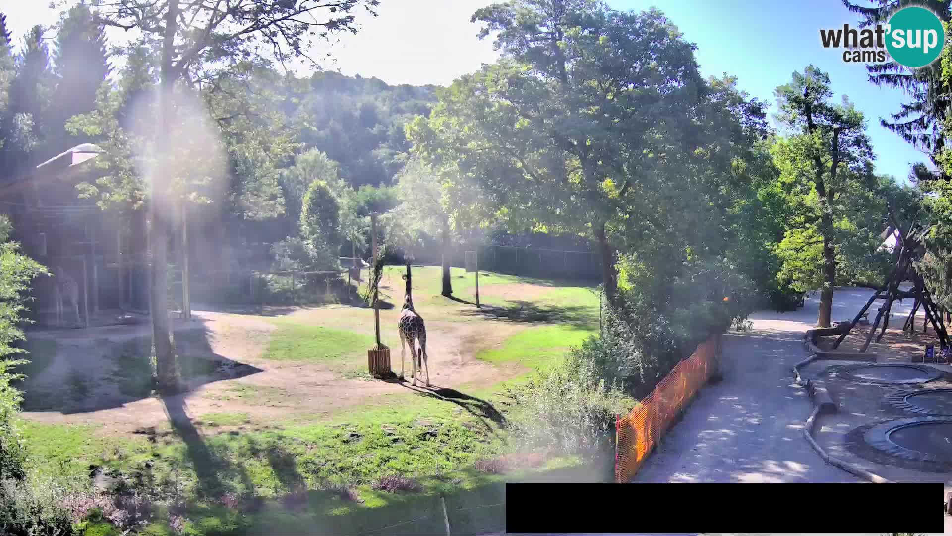 Webcam Zoo Ljubljana – Jirafas