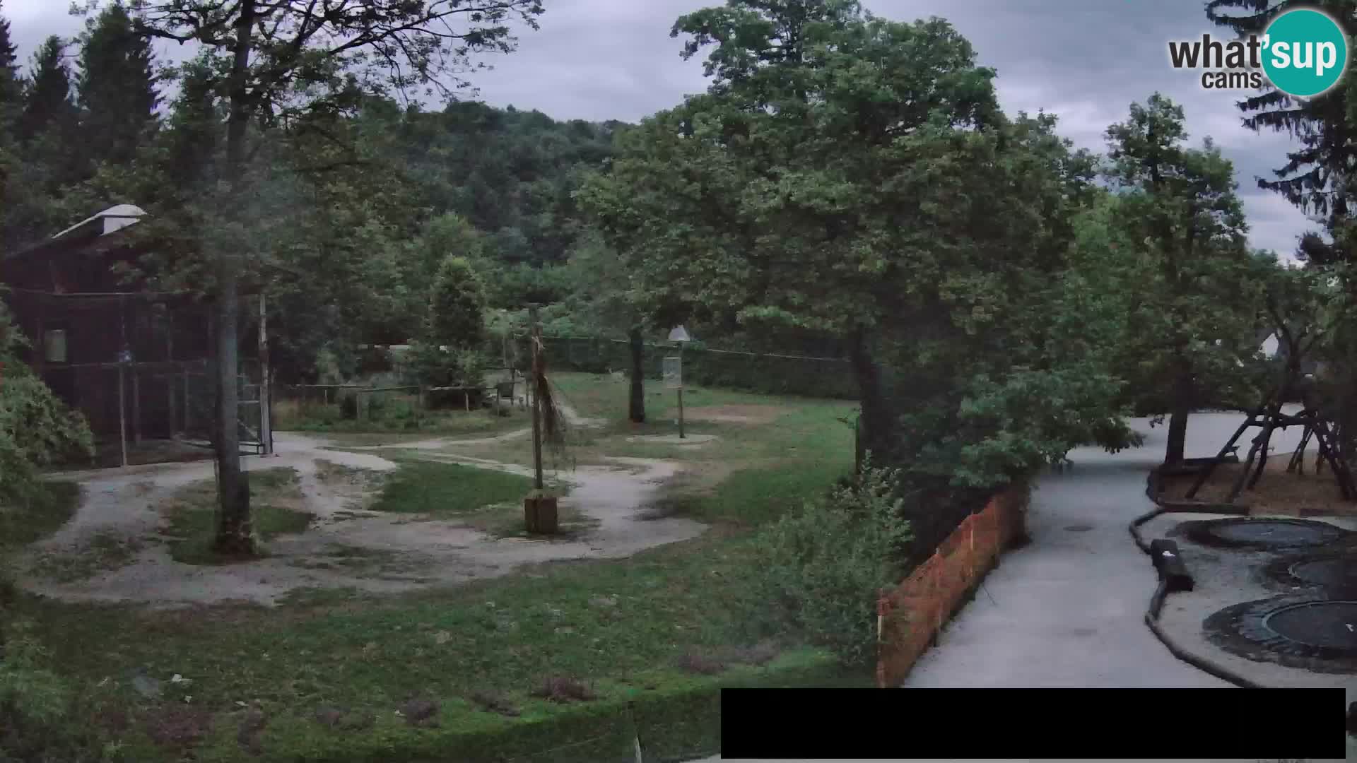 Webcam Zoo Ljubljana – Giraffen