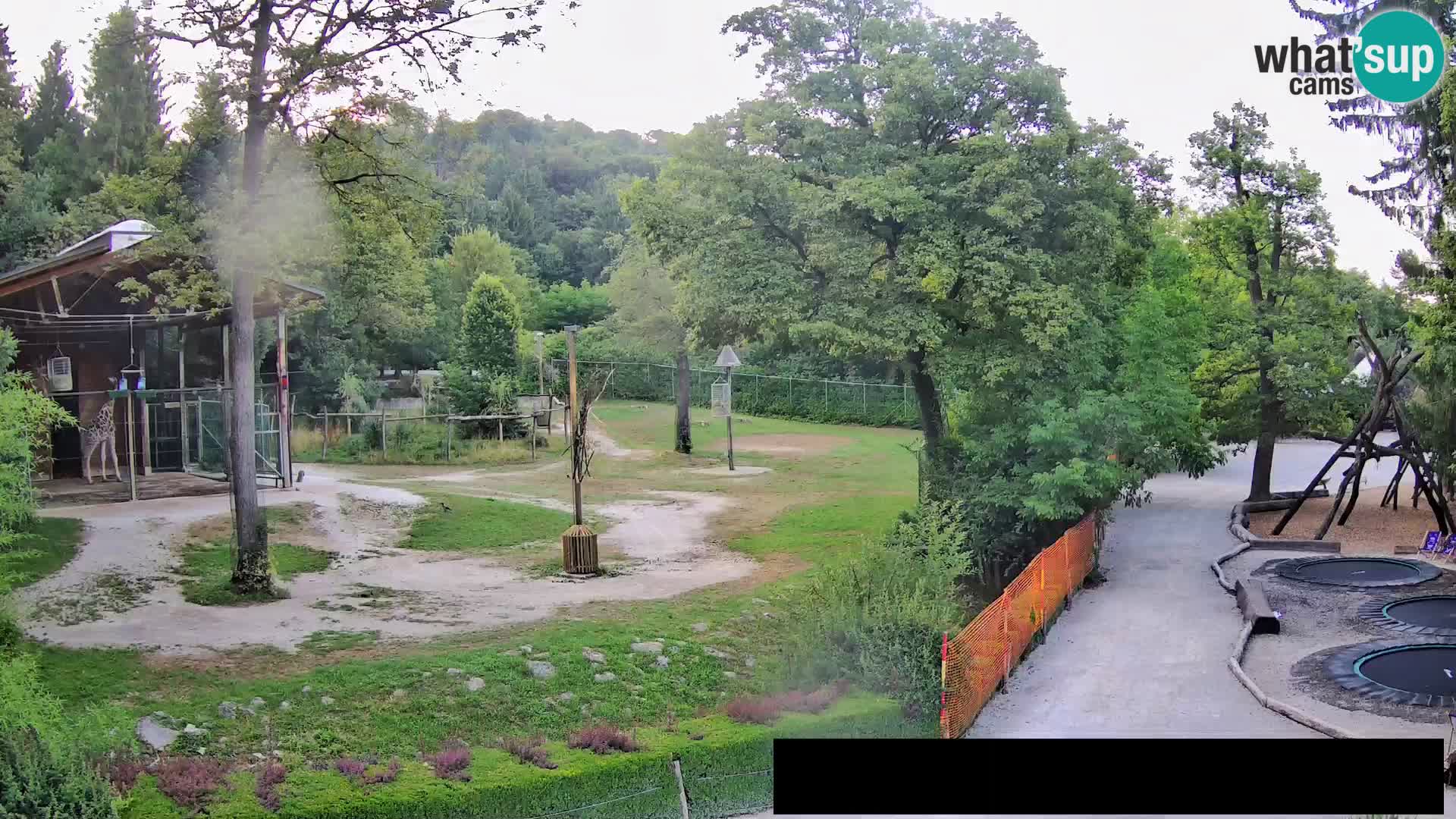 Webcam Zoo Ljubljana – Giraffes