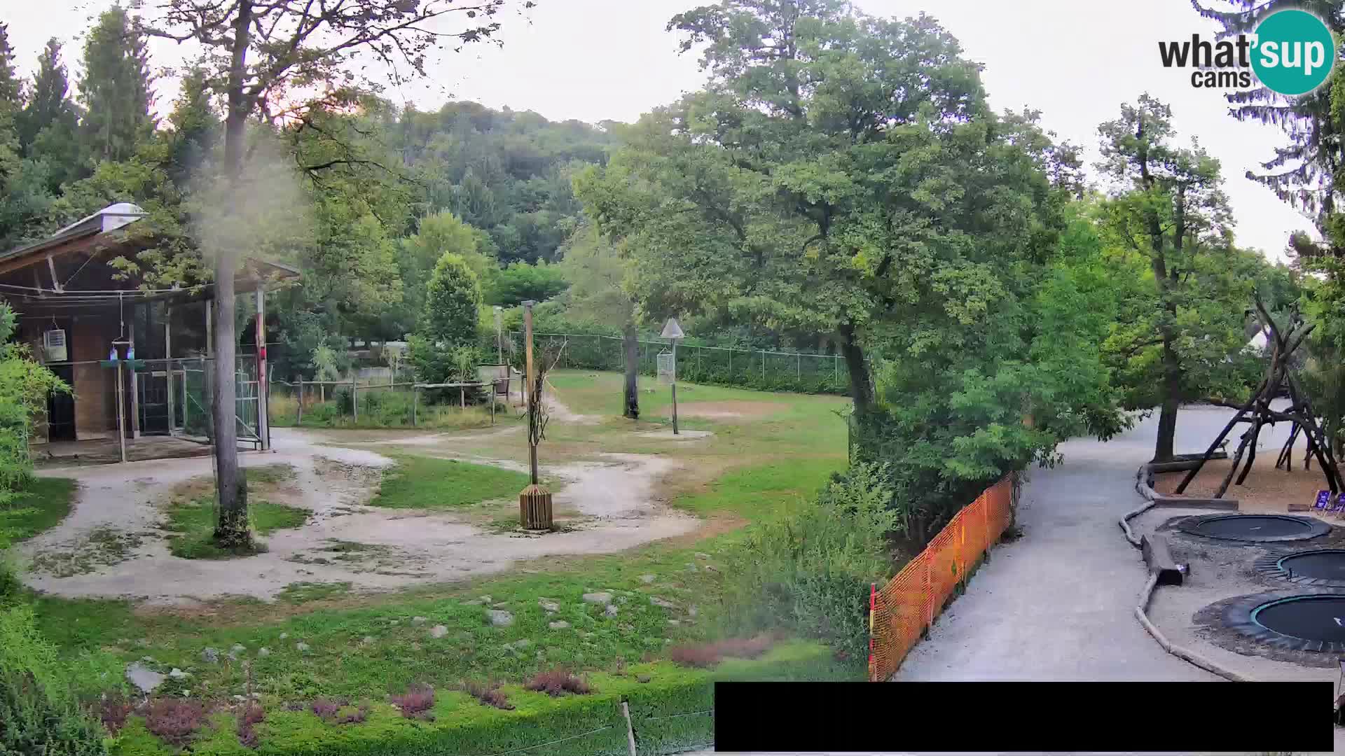 Spletna kamera Živalski vrt Ljubljana – Žirafe