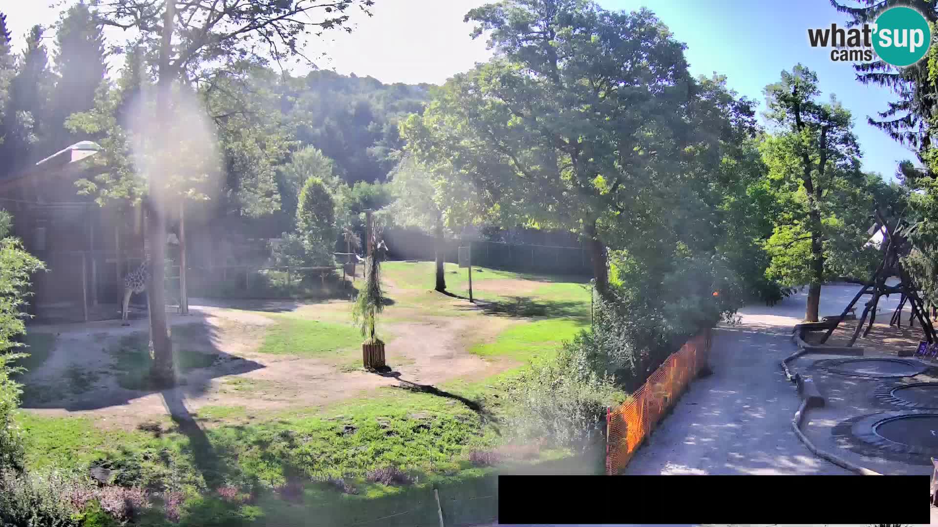 Webcam Zoo Ljubljana – Giraffes