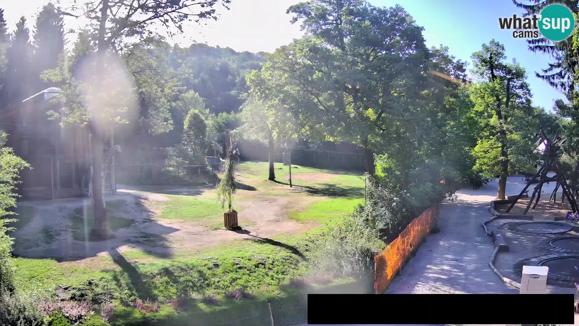 Webcam live Zoo Lubiana – Giraffe
