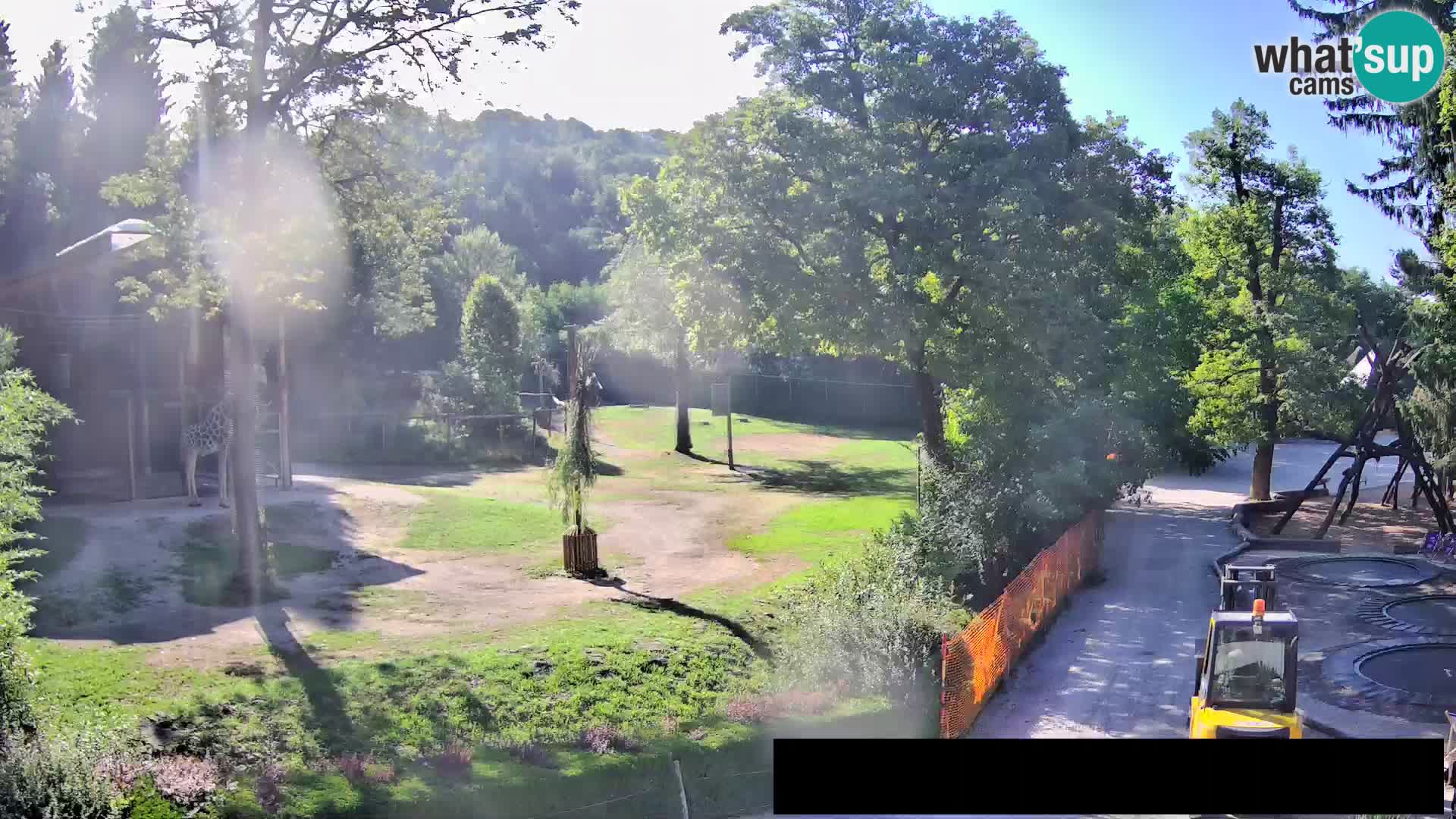 Webcam Zoo Ljubljana – Giraffen