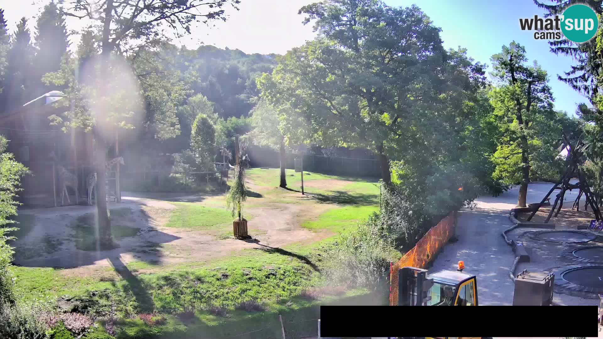 Webcam Zoo Ljubljana – Jirafas