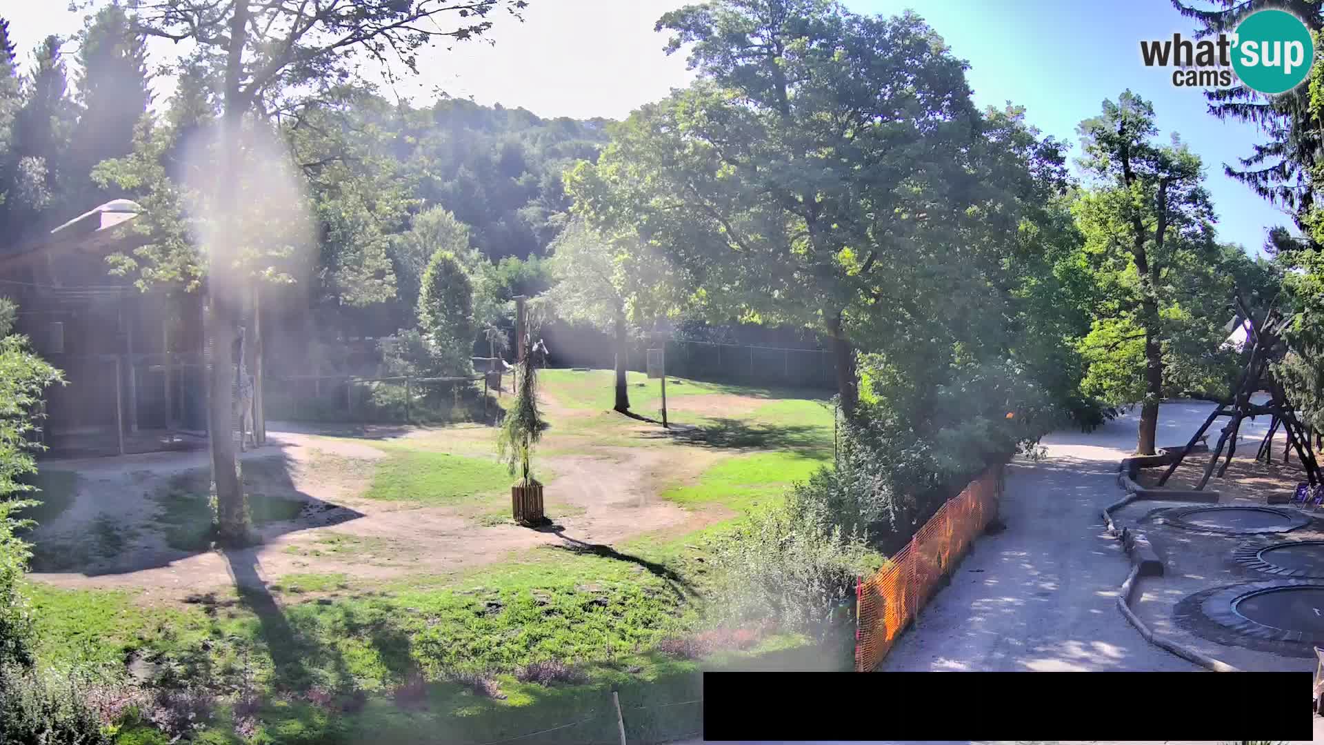 Webcam Zoo Ljubljana – Giraffes