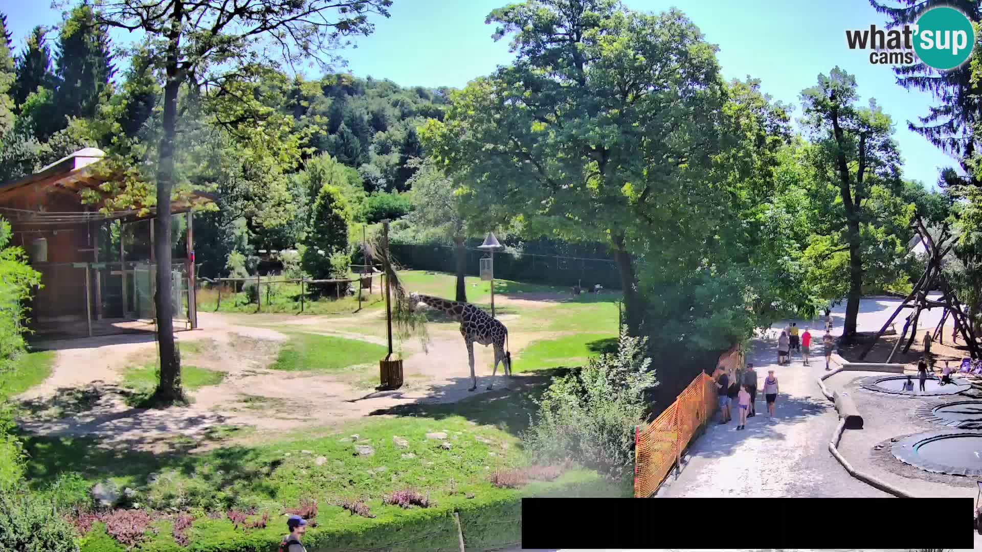 Web kamera Zoo Ljubljana – Žirafe