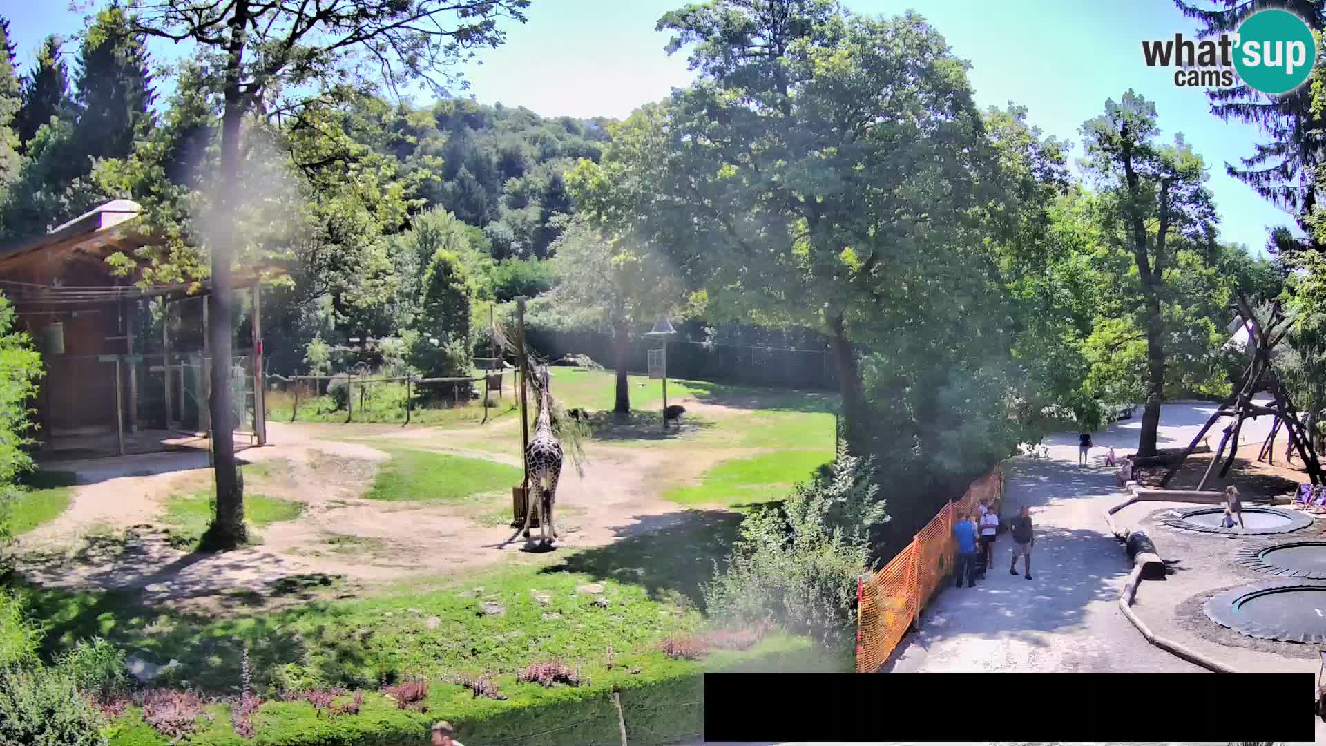 Webcam Zoo Ljubljana – Giraffes