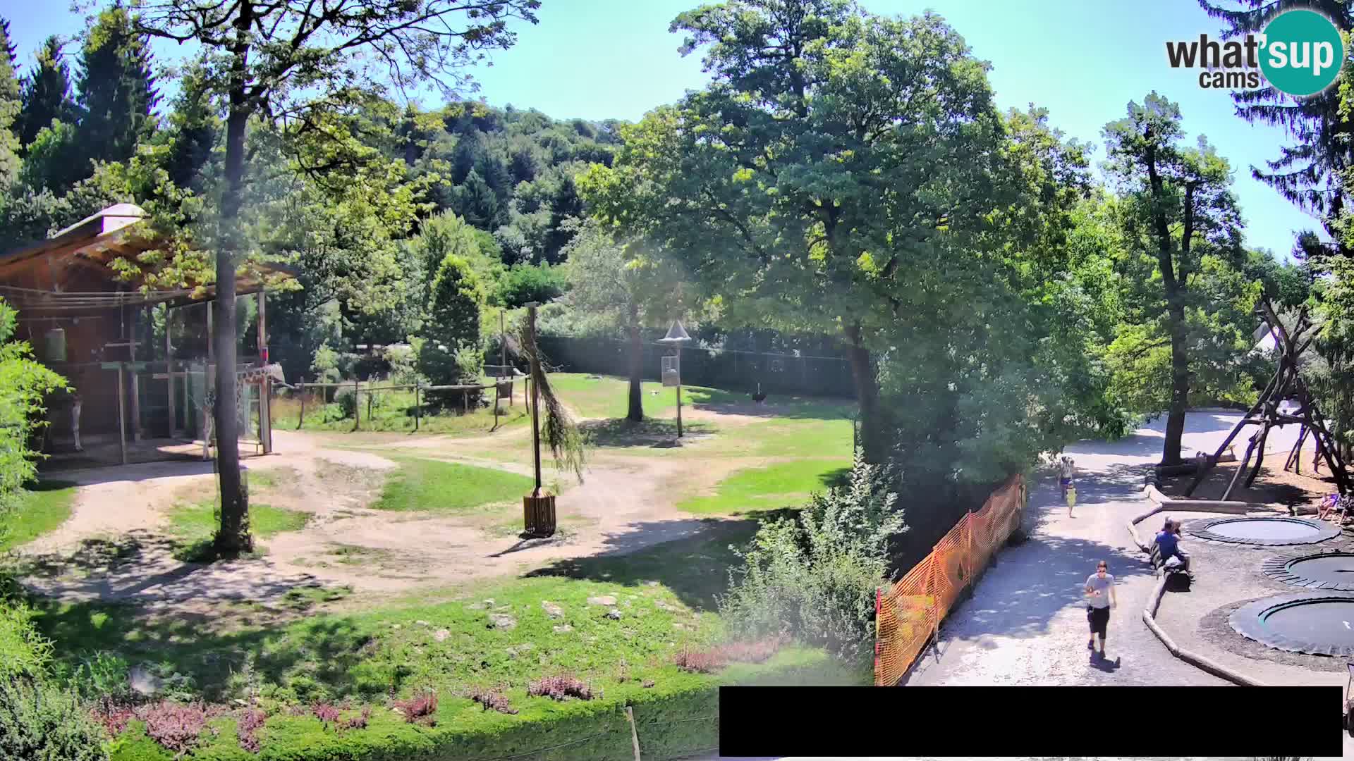 Webcam Zoo Ljubljana – Giraffes