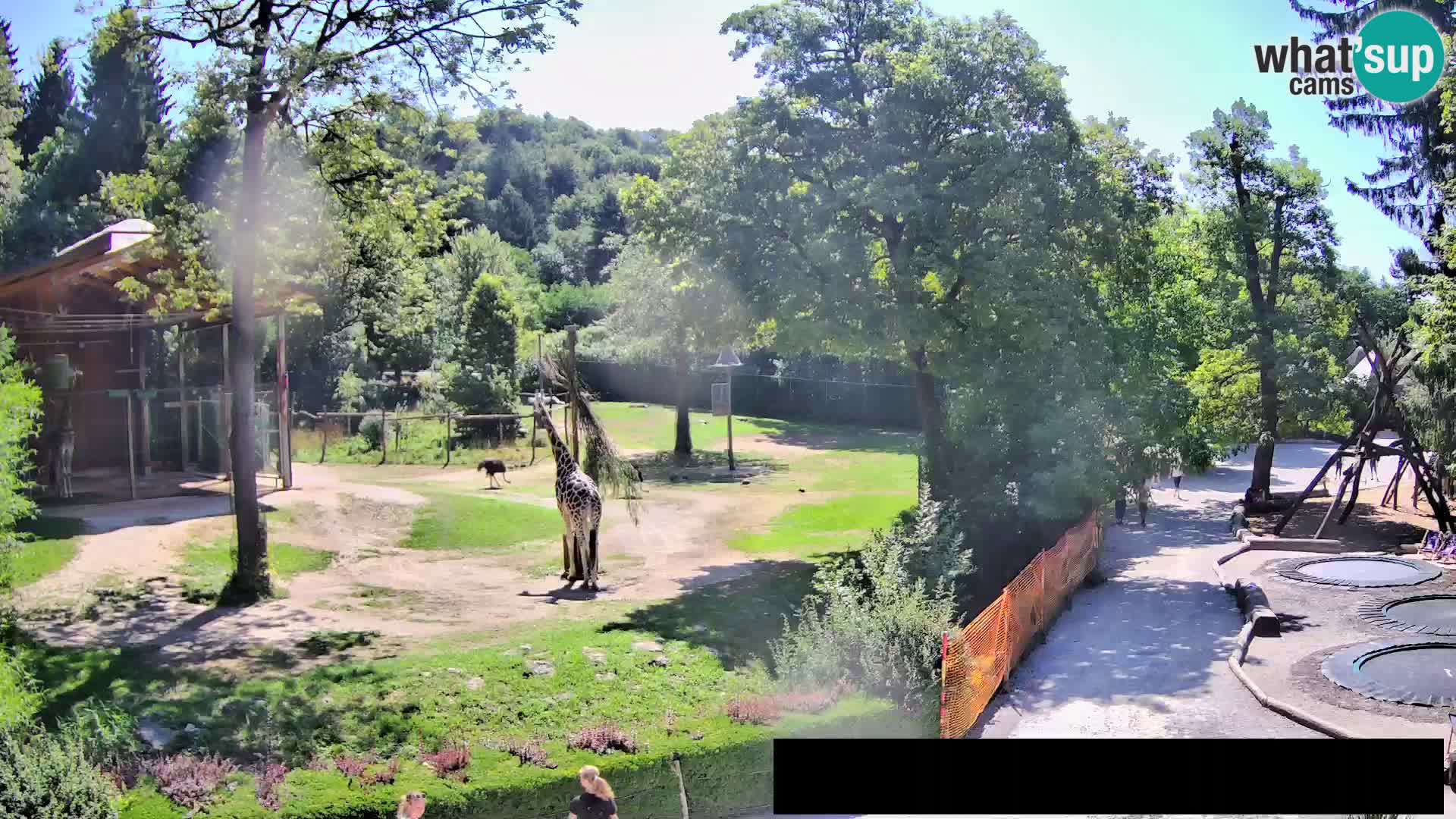 Webcam Zoo Ljubljana – Giraffes