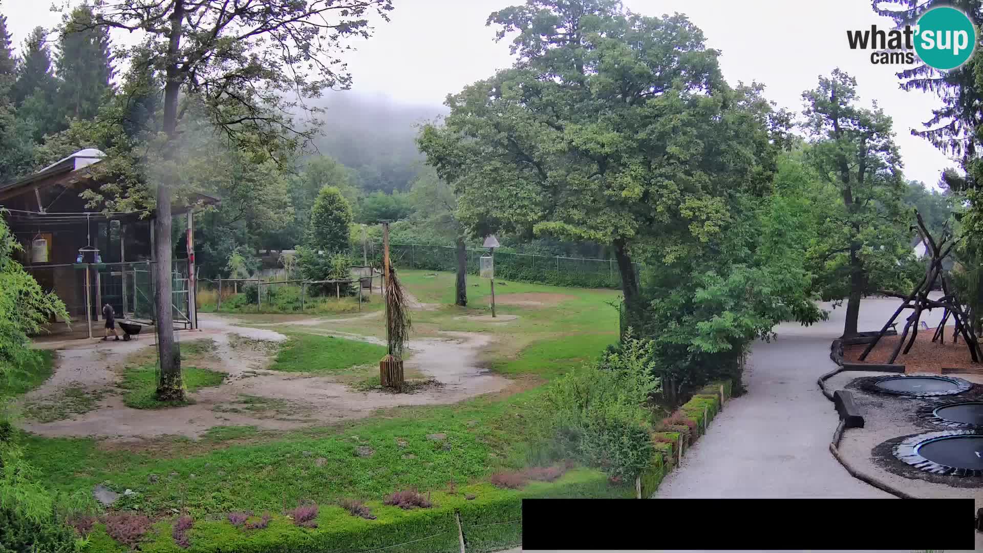 Webcam Zoo Ljubljana – Jirafas