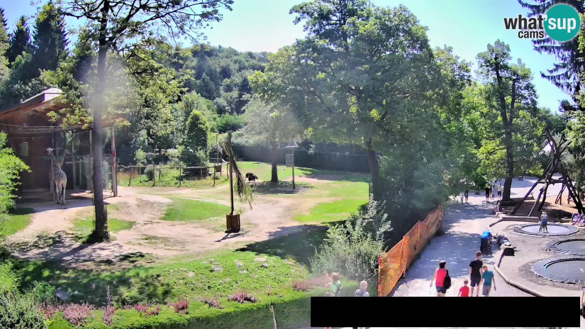 Web kamera Zoo Ljubljana – Žirafe