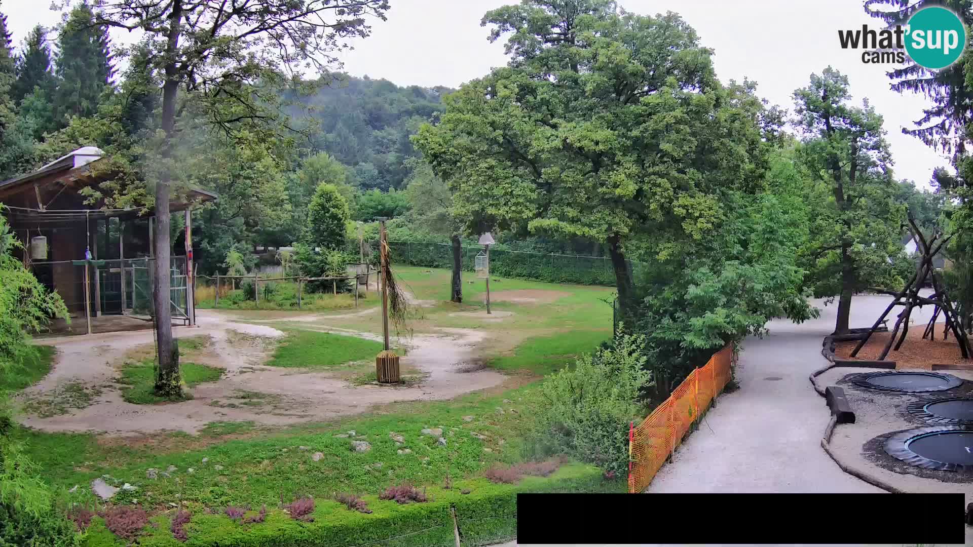 Spletna kamera Živalski vrt Ljubljana – Žirafe