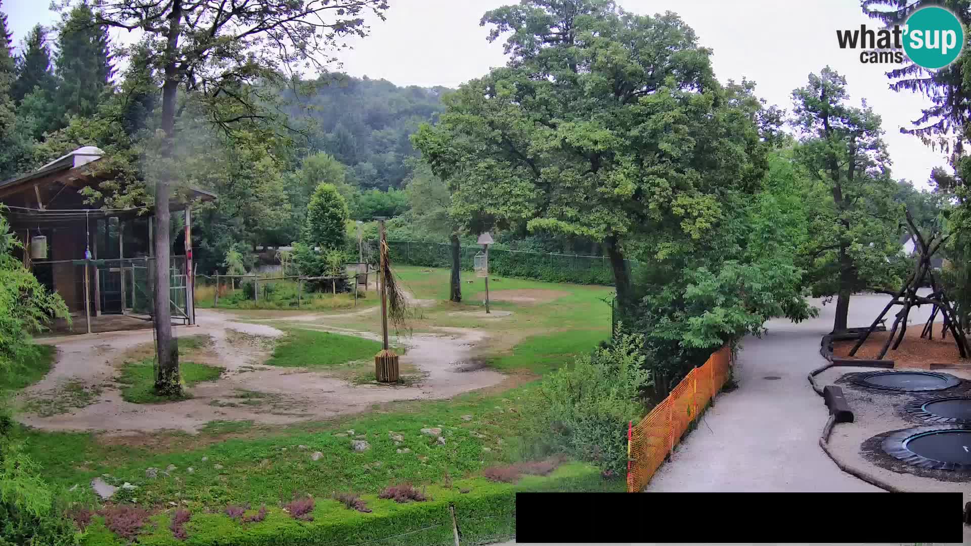 Webcam Zoo Ljubljana – Giraffes