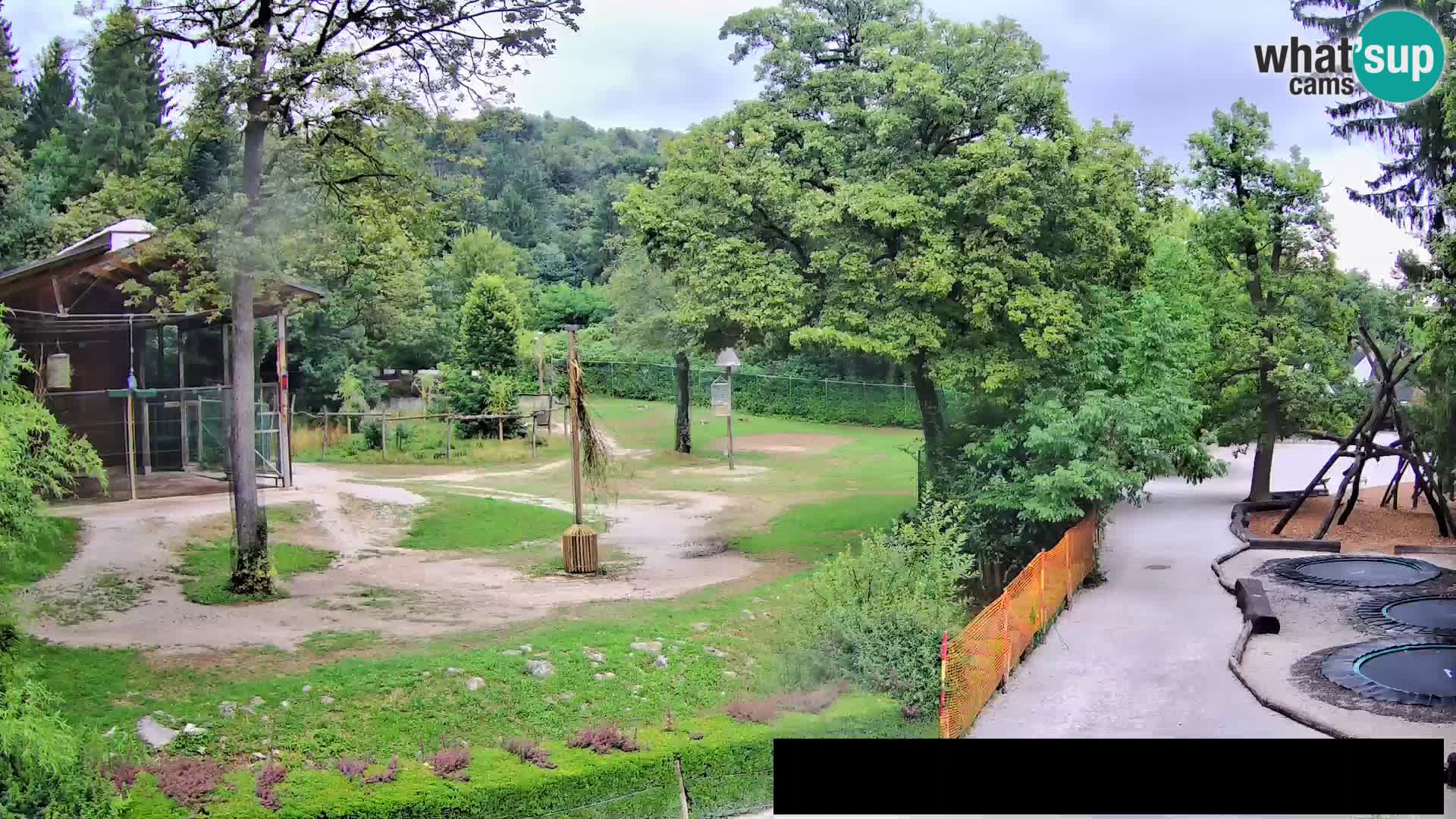 Webcam Zoo Ljubljana – Giraffes