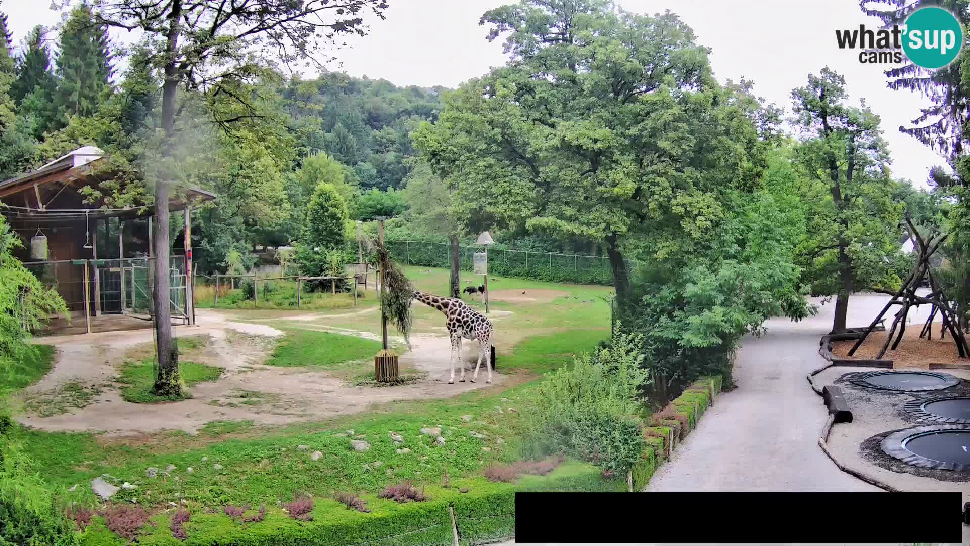 Web kamera Zoo Ljubljana – Žirafe