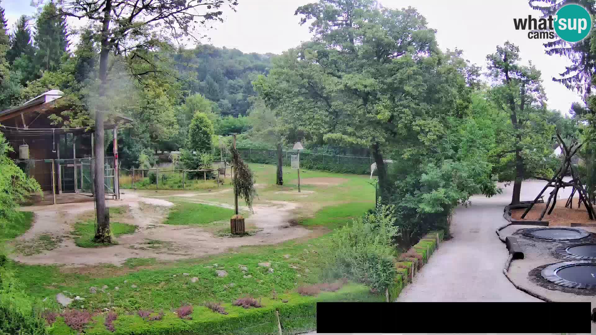 Spletna kamera Živalski vrt Ljubljana – Žirafe