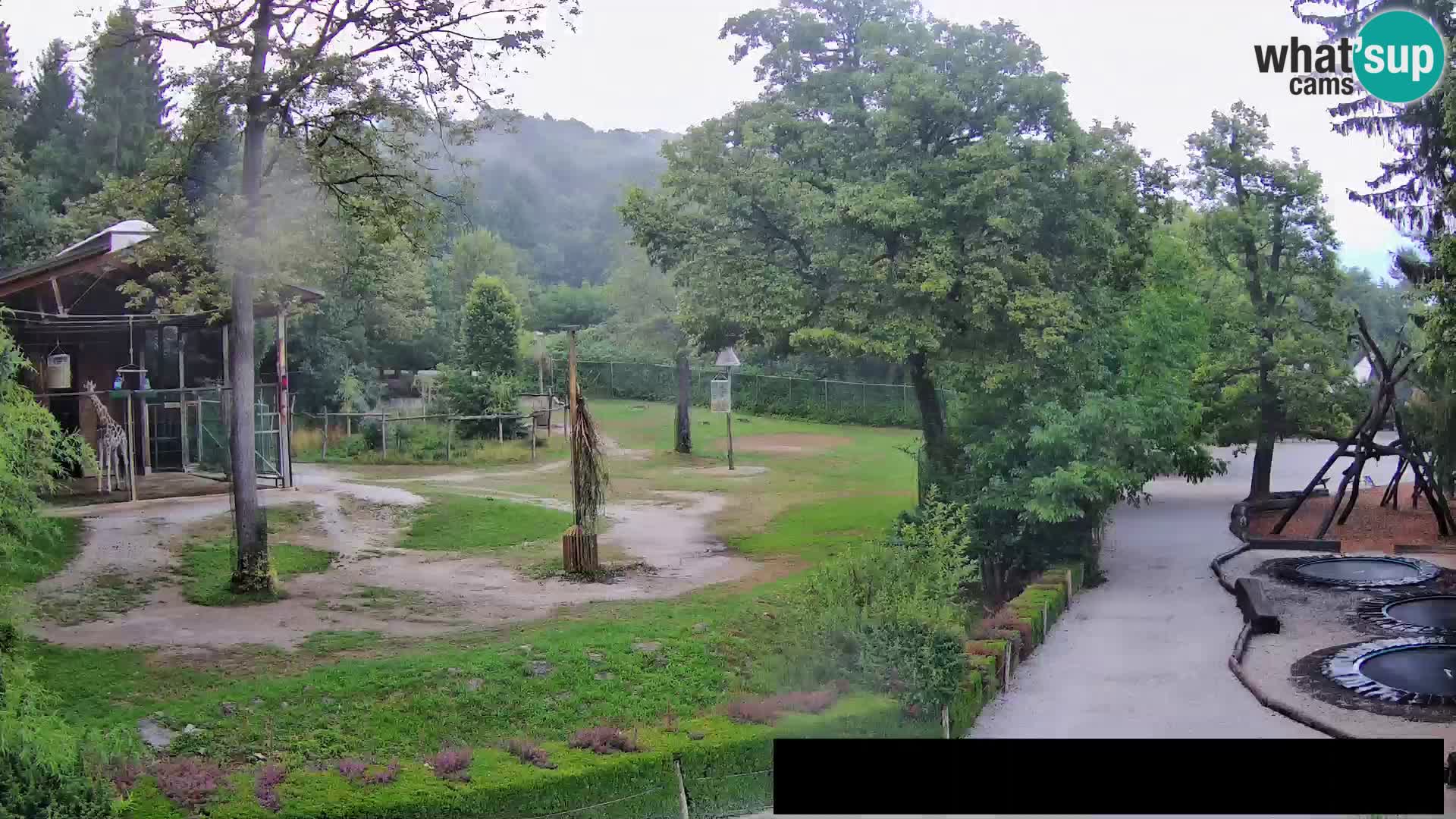 Webcam Zoo Ljubljana – Giraffen