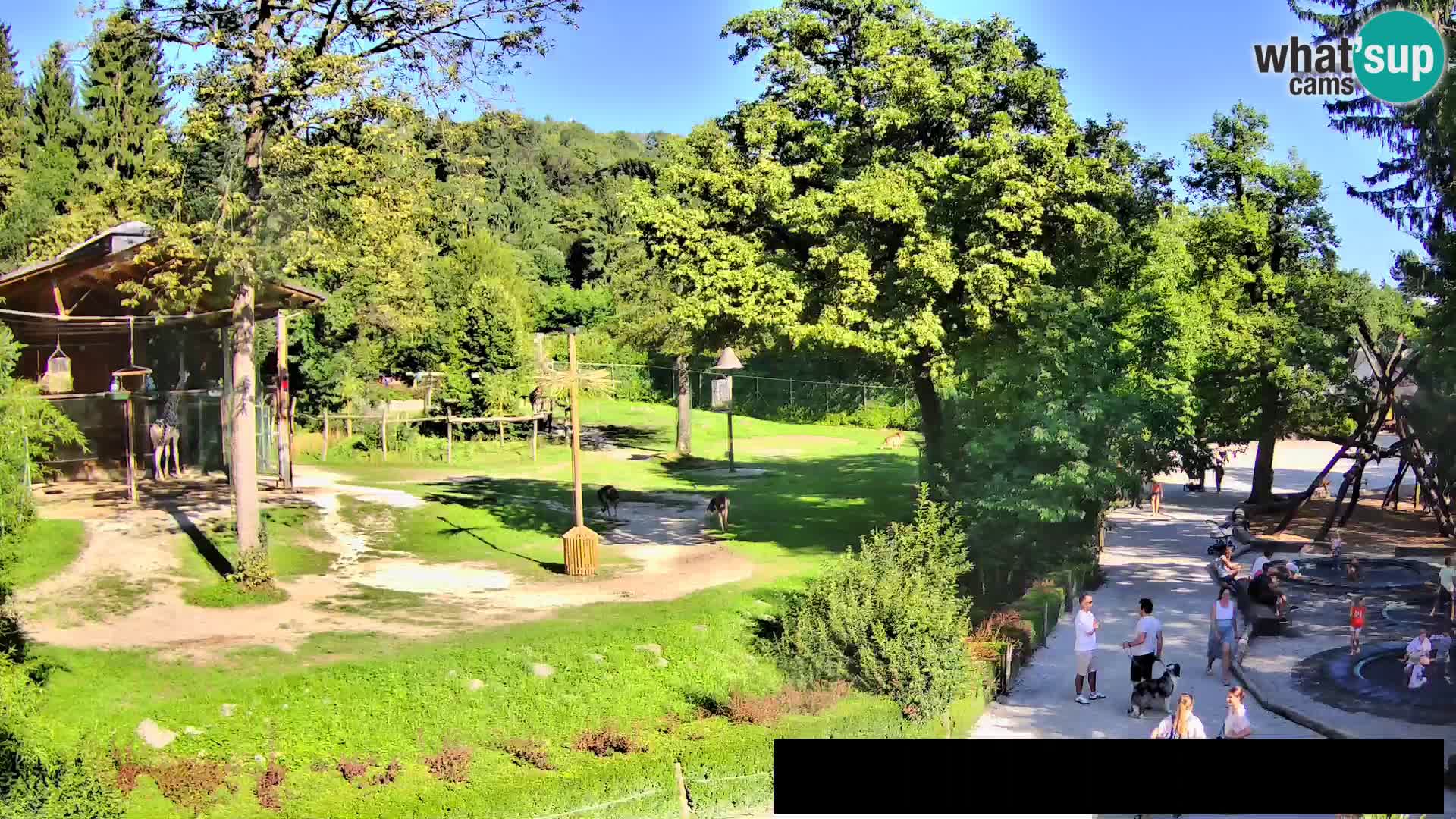 Webcam Zoo Ljubljana – Giraffen