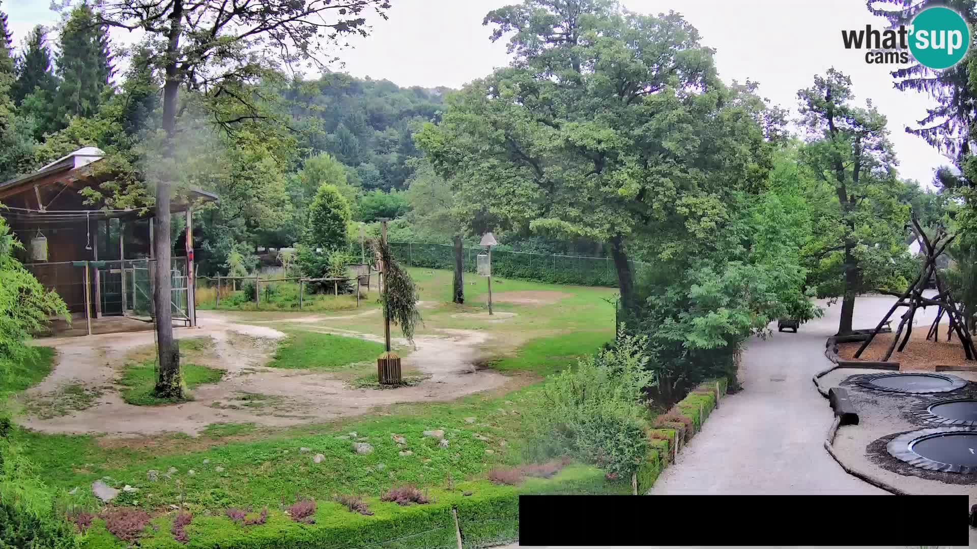 Webcam Zoo Ljubljana – Jirafas