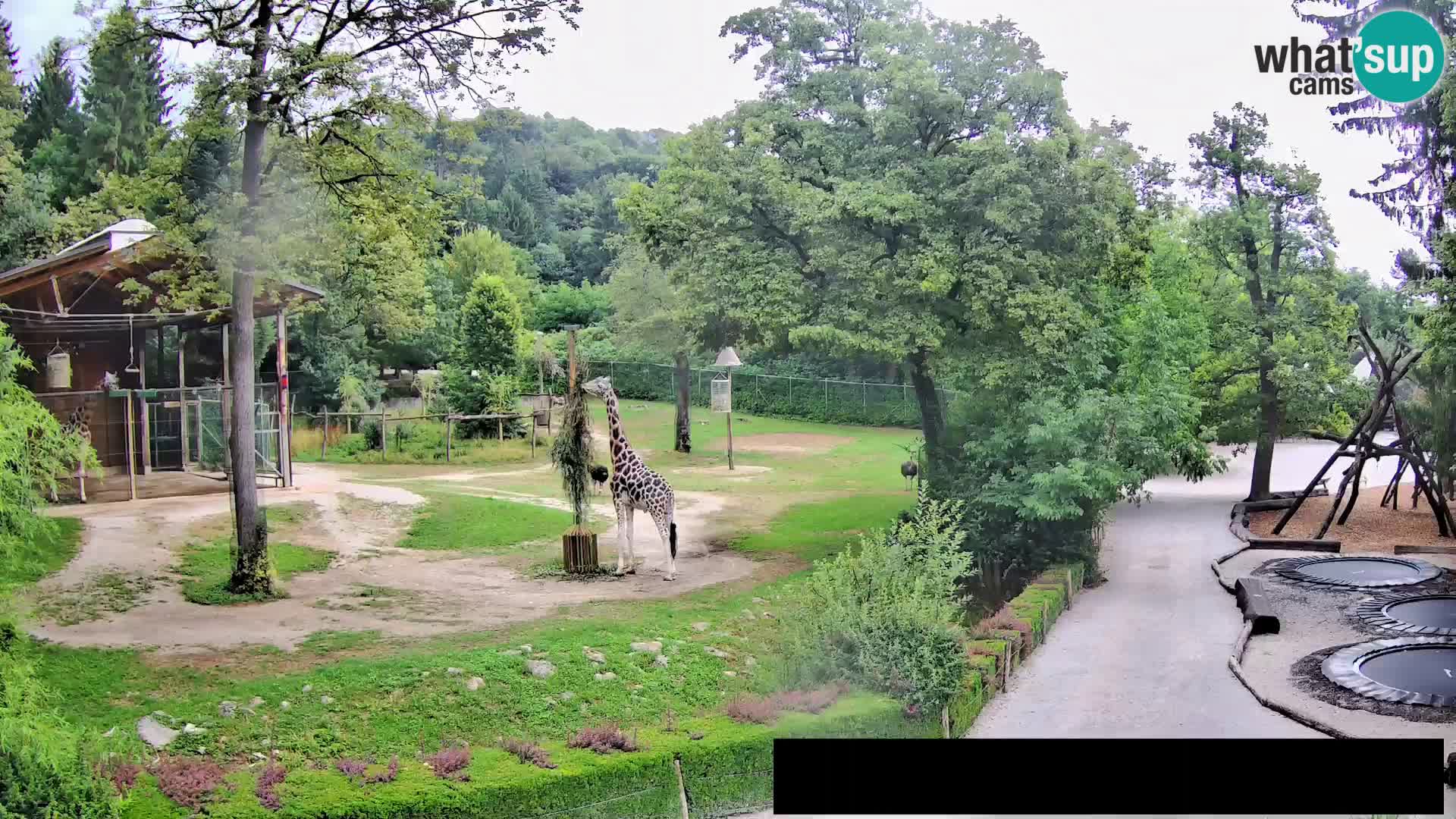 Webcam Zoo Ljubljana – Giraffes