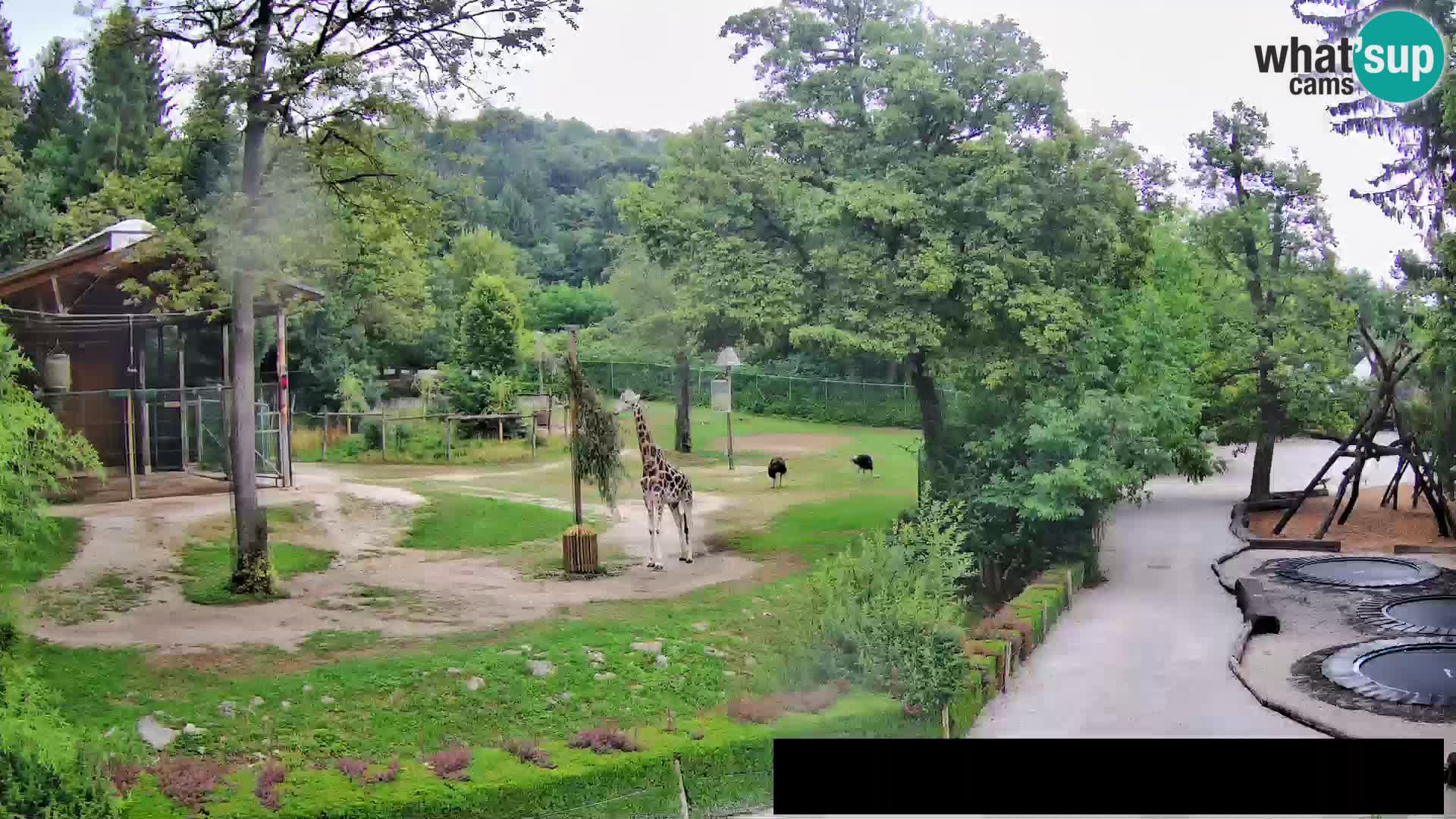 Webcam Zoo Ljubljana – Giraffes