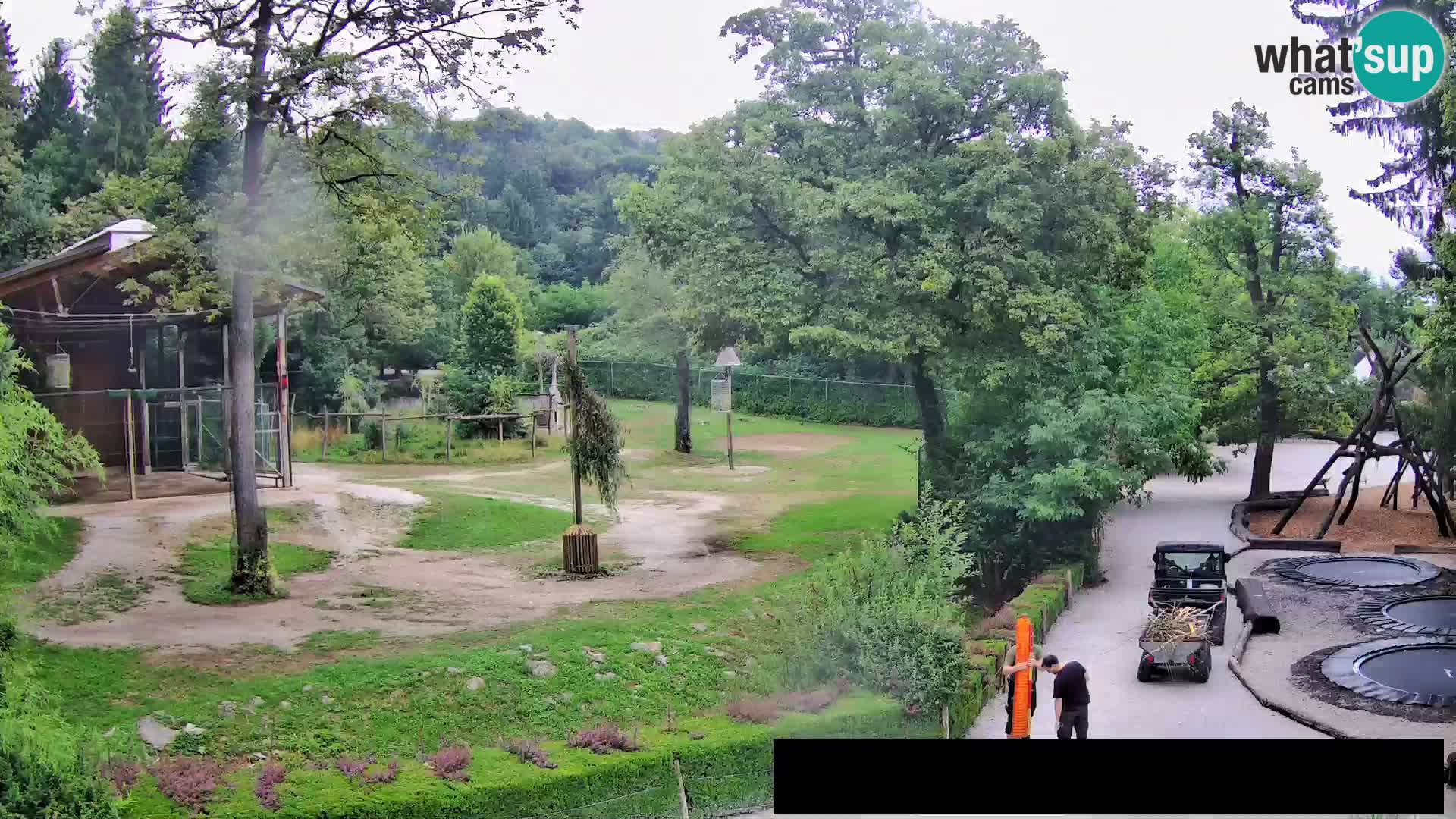 Webcam Zoo Ljubljana – Giraffen