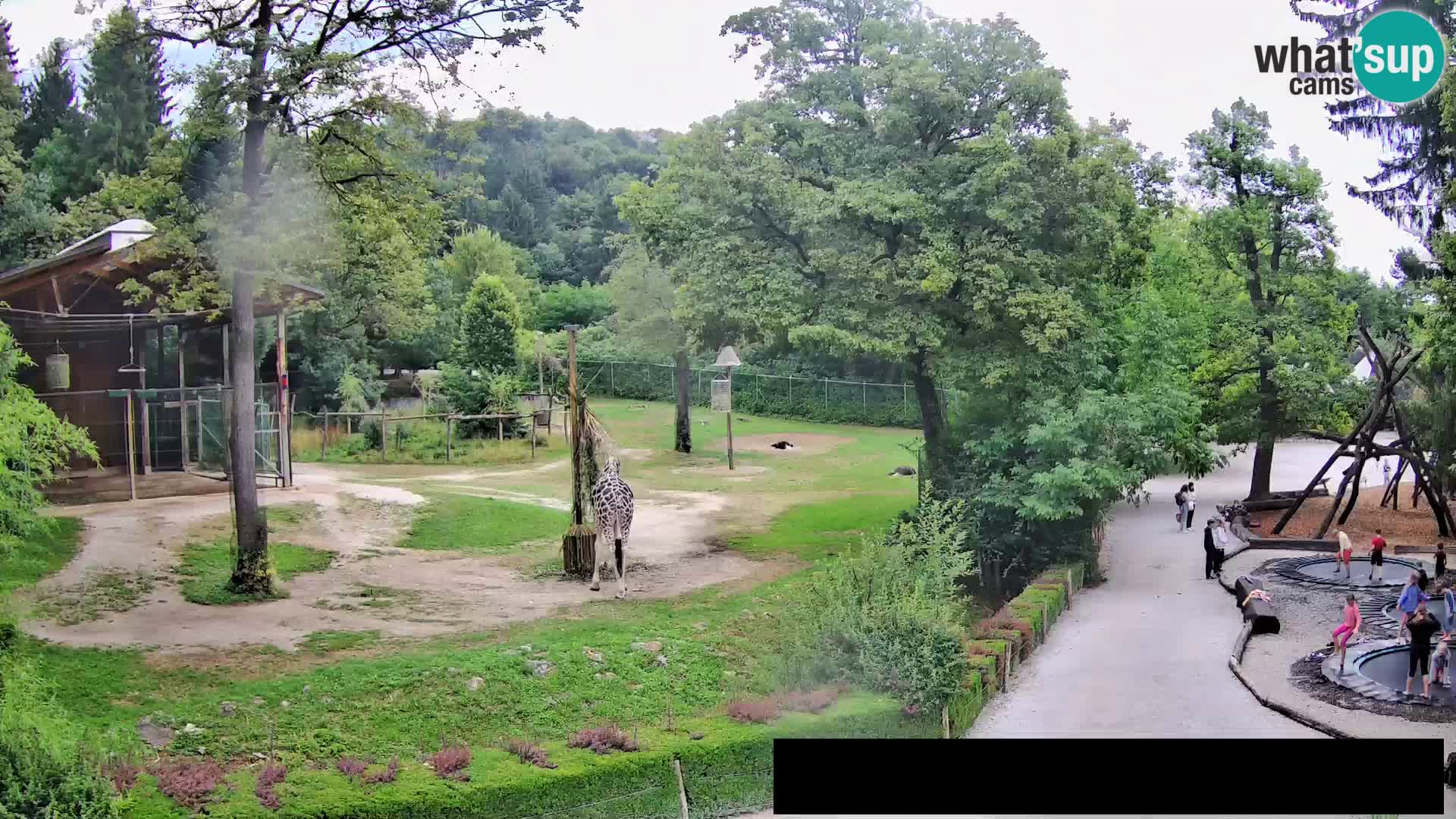 Spletna kamera Živalski vrt Ljubljana – Žirafe