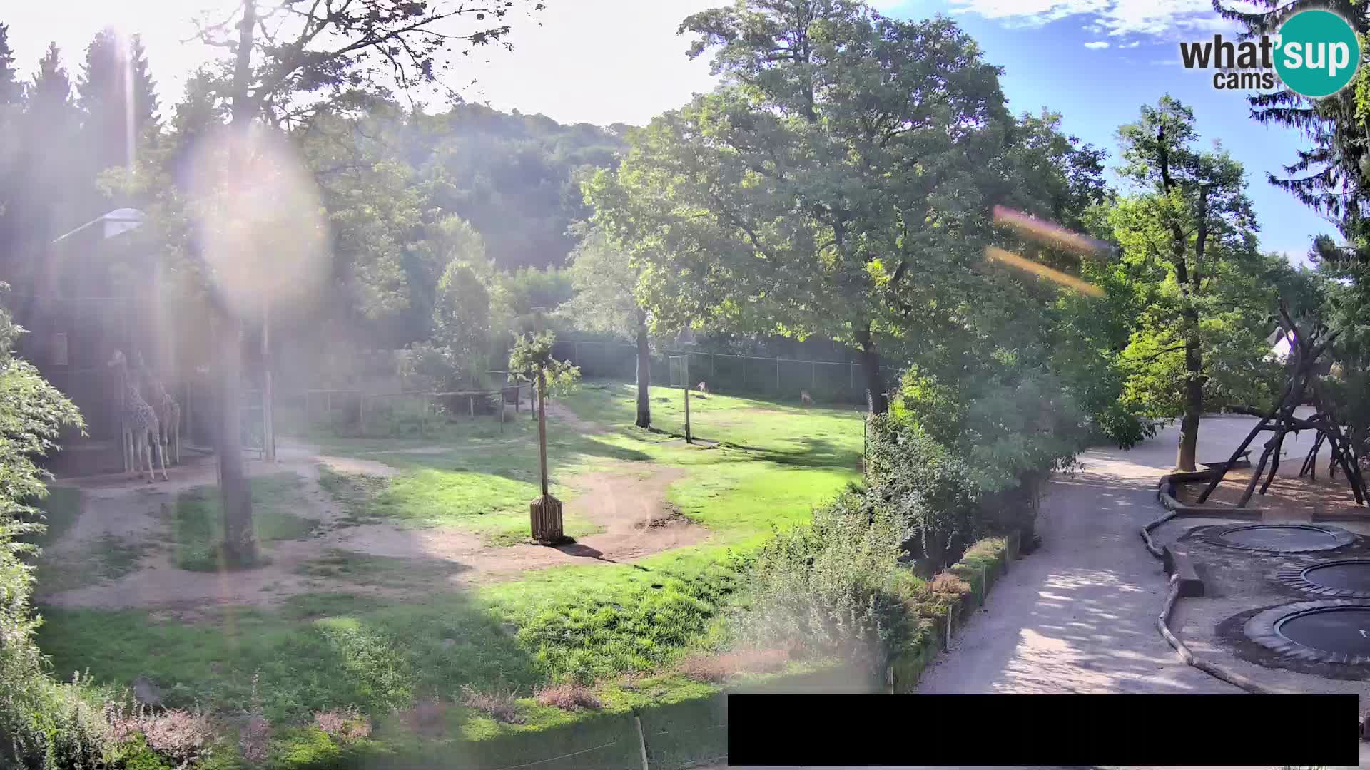 Webcam live Zoo Lubiana – Giraffe