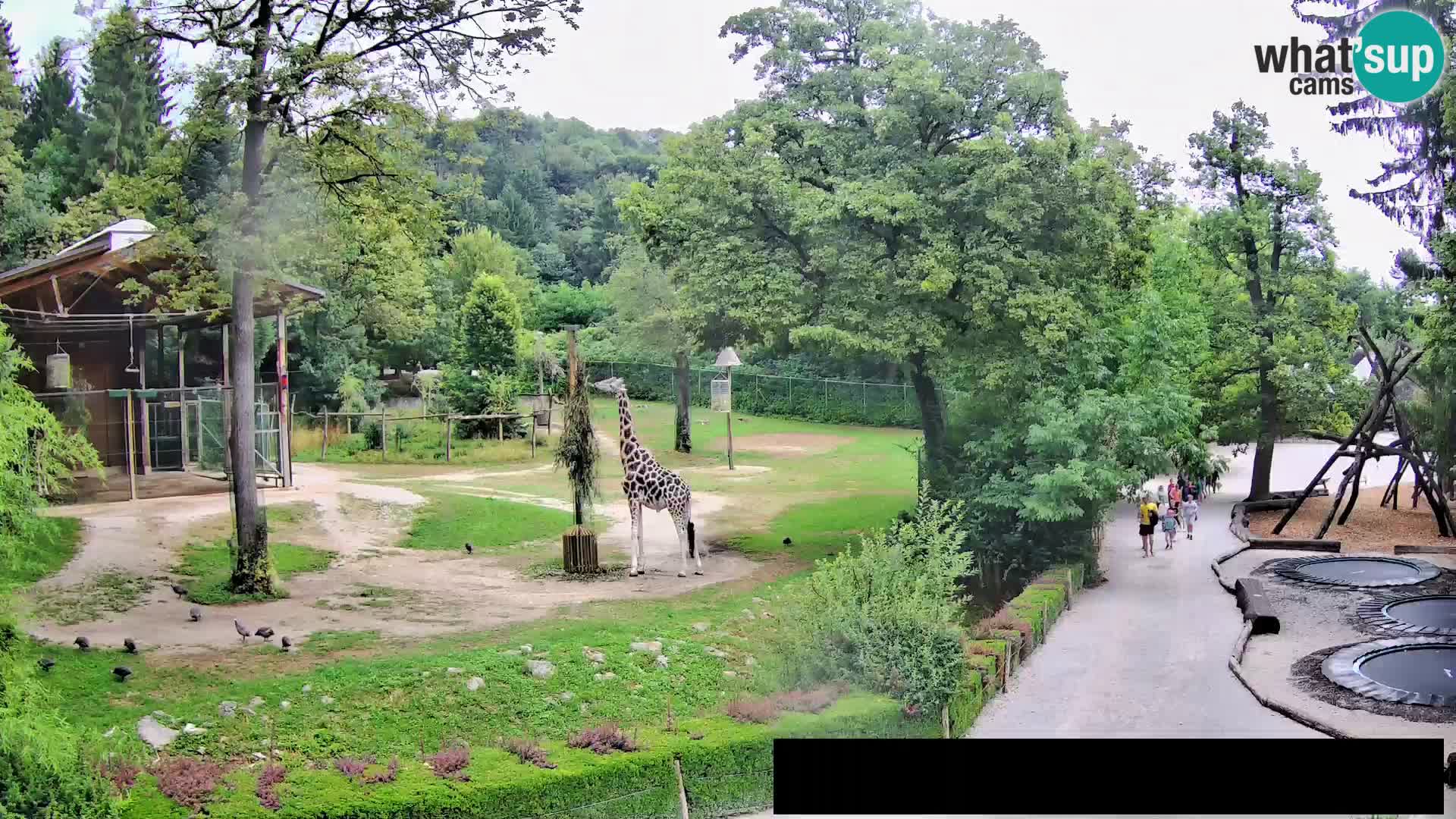 Webcam Zoo Ljubljana – Giraffes