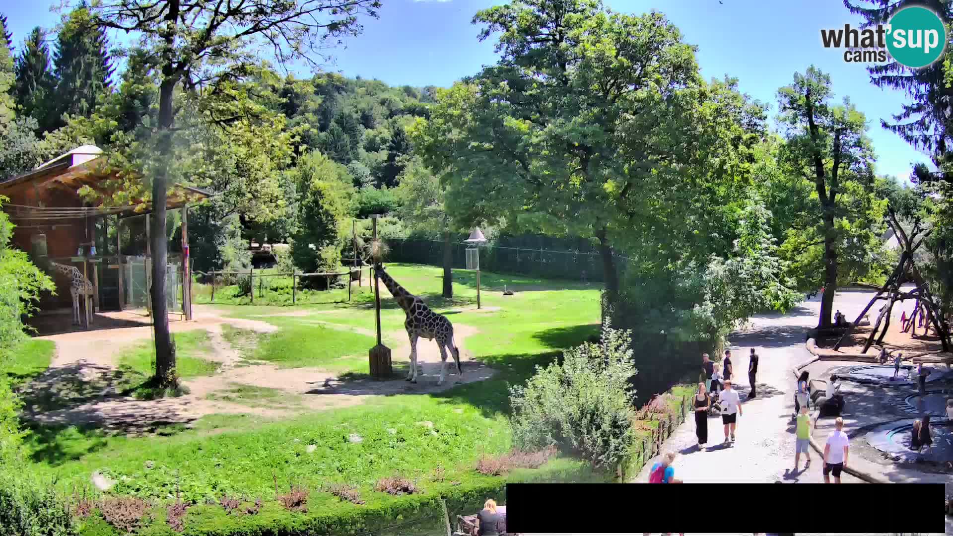 Web kamera Zoo Ljubljana – Žirafe
