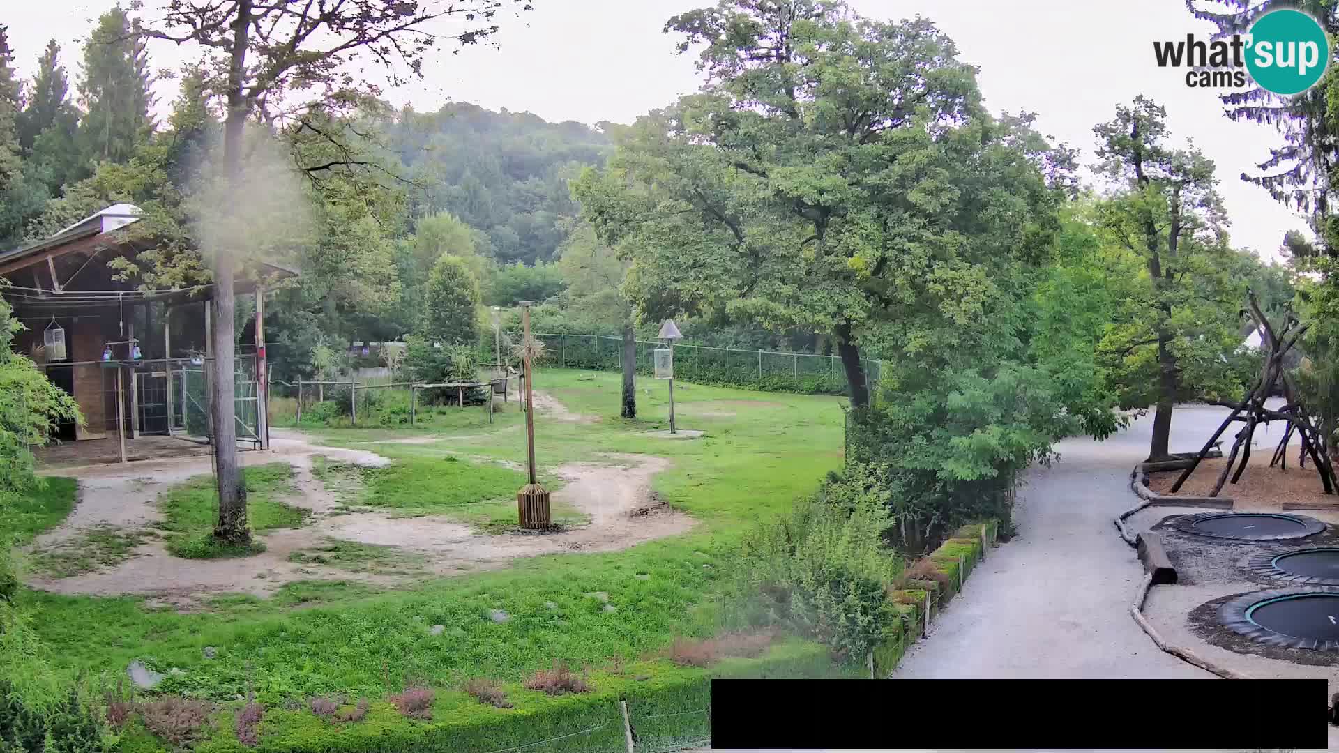 Webcam Zoo Ljubljana – Giraffes