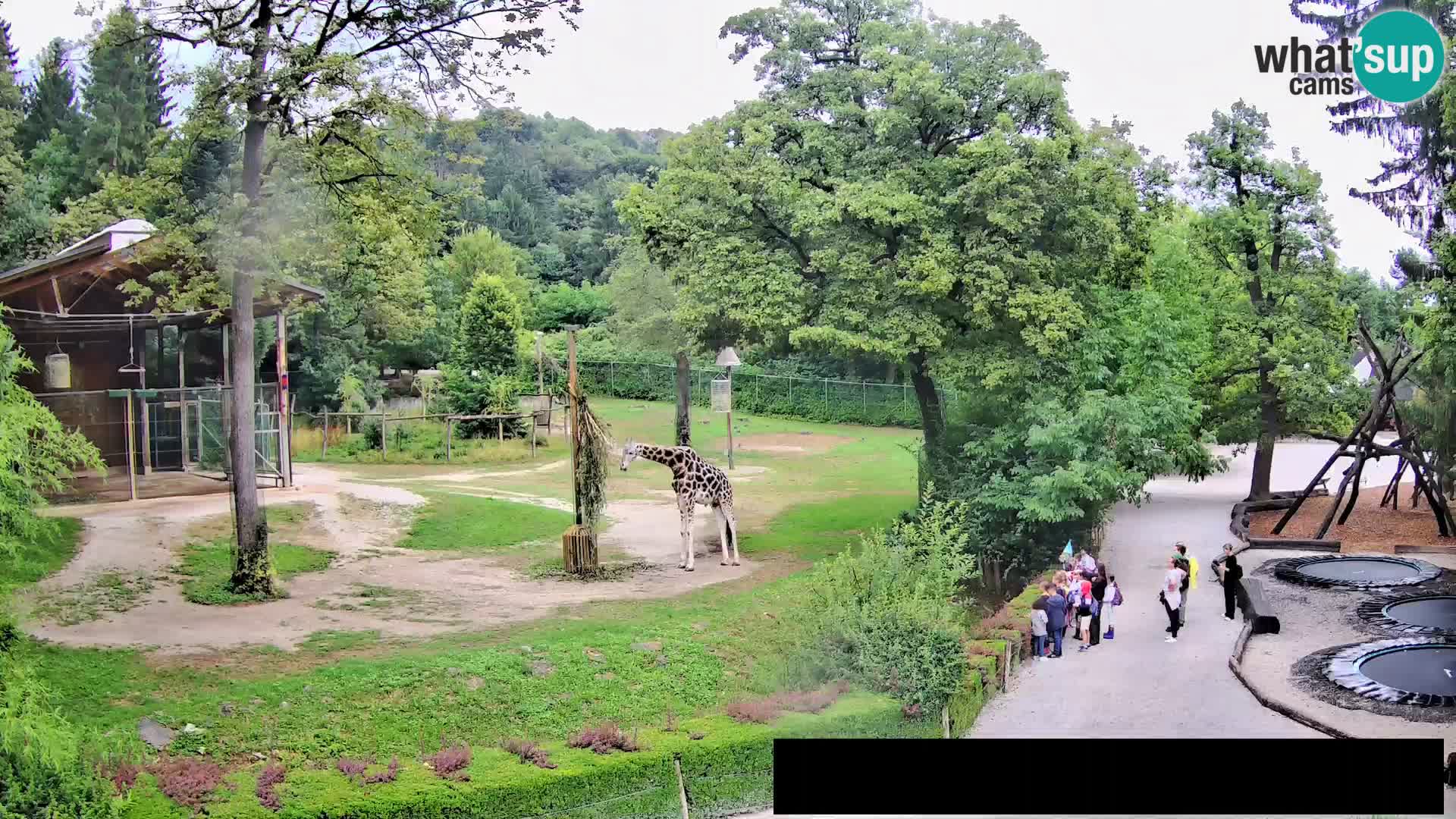 Webcam Zoo Ljubljana – Giraffes