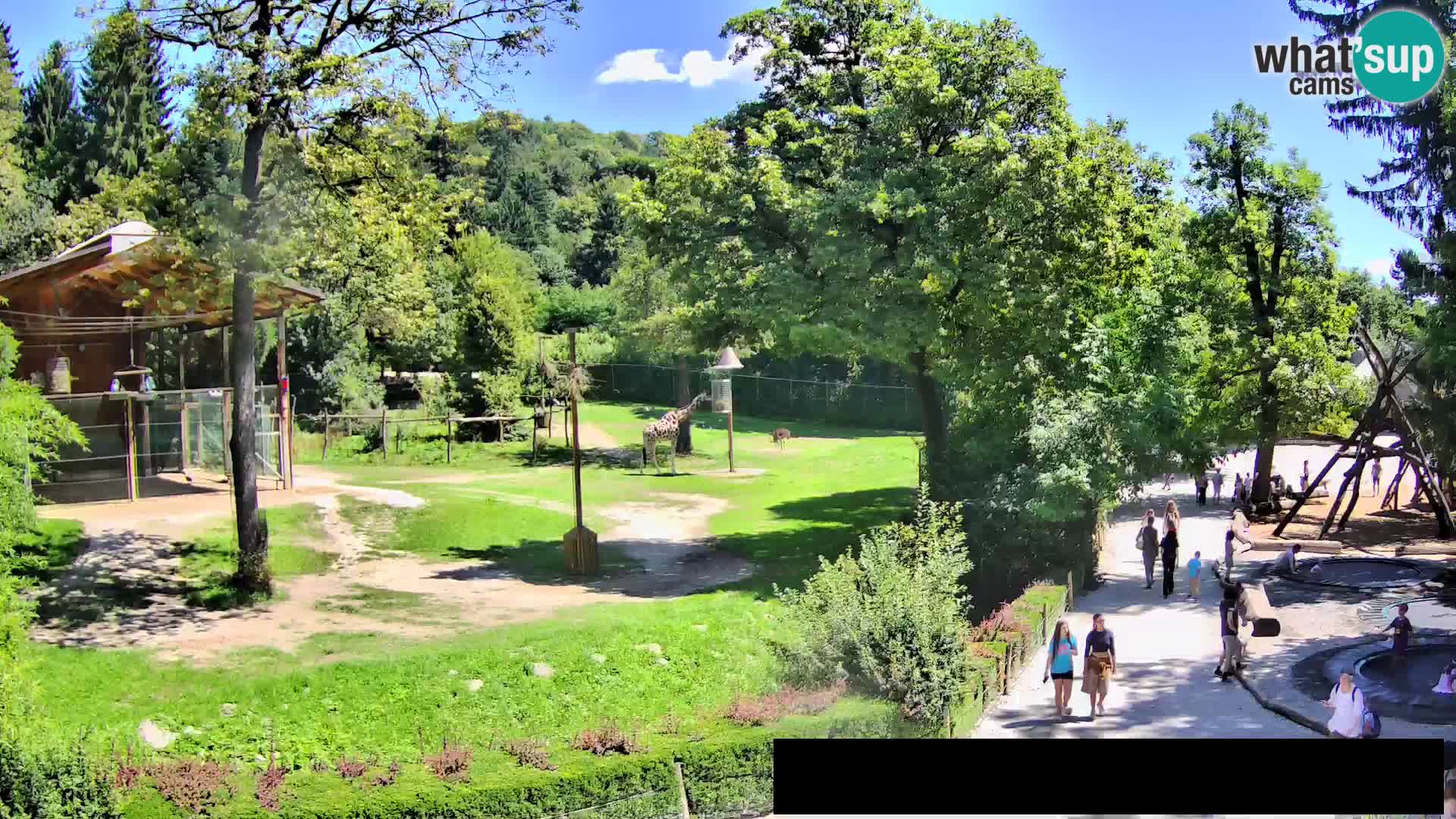 Webcam Zoo Ljubljana – Jirafas