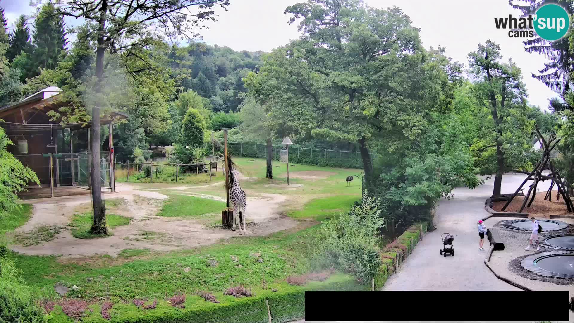 Webcam Zoo Ljubljana – Jirafas