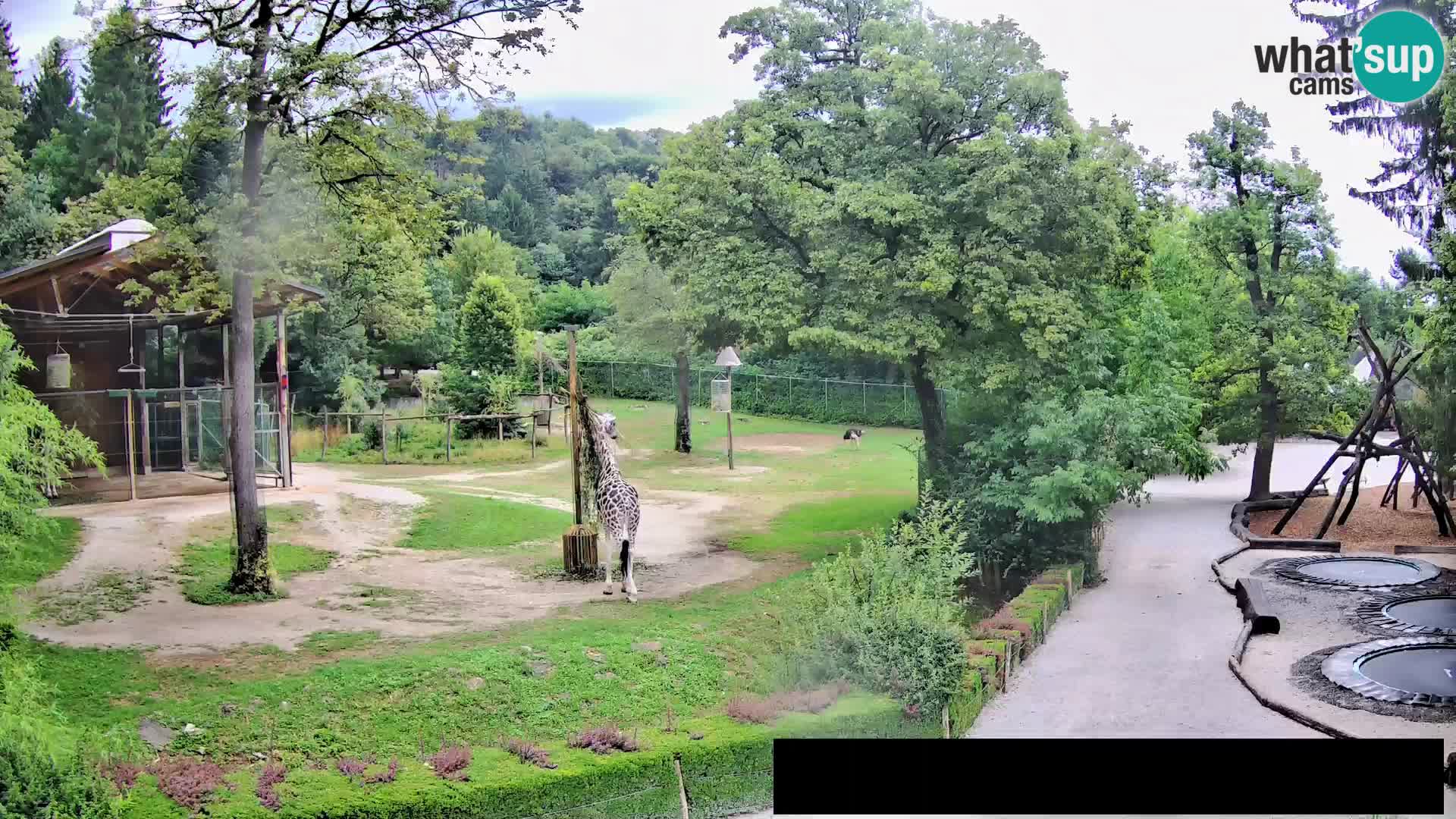 Webcam Zoo Ljubljana – Giraffes