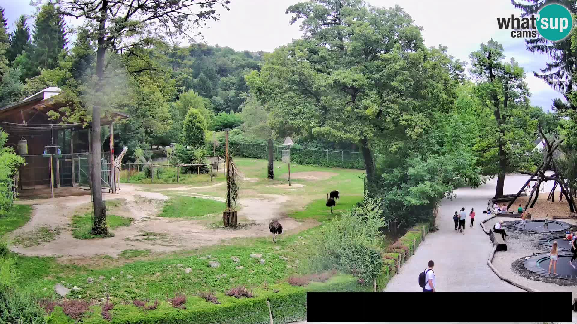 Webcam Zoo Ljubljana – Giraffen