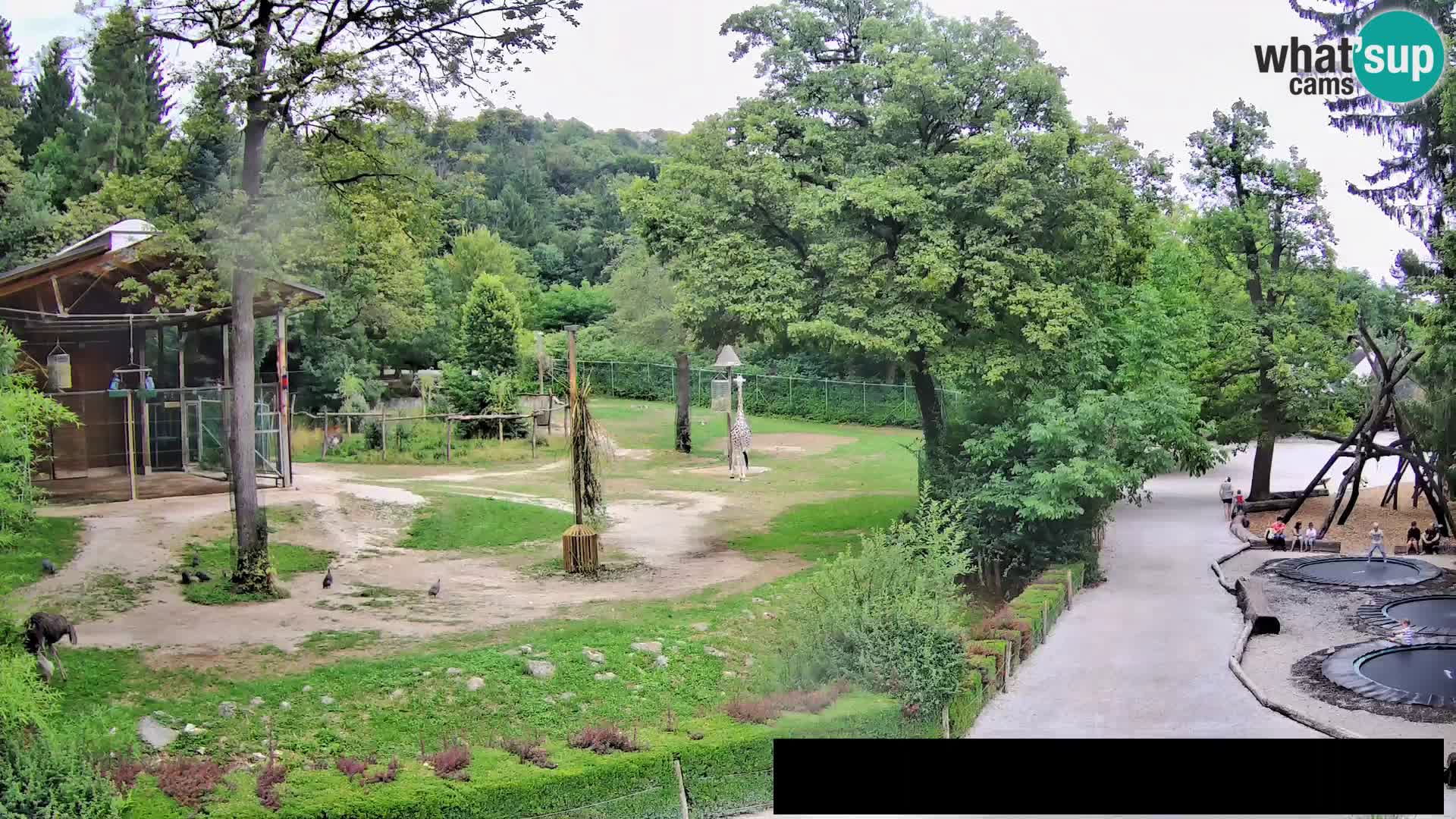 Webcam live Zoo Lubiana – Giraffe