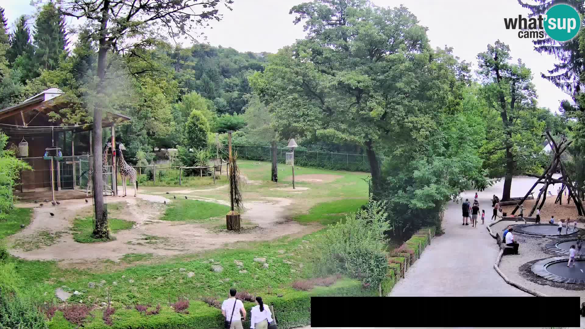Web kamera Zoo Ljubljana – Žirafe