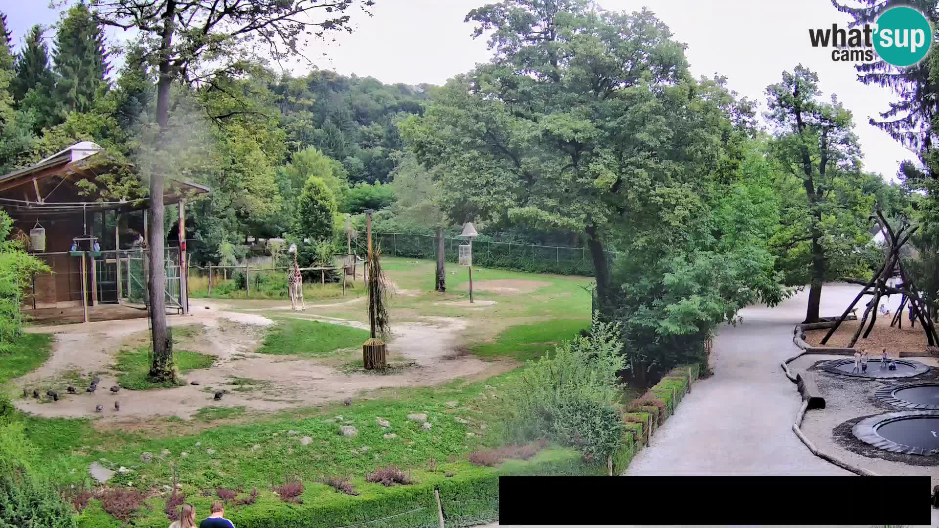 Webcam live Zoo Lubiana – Giraffe