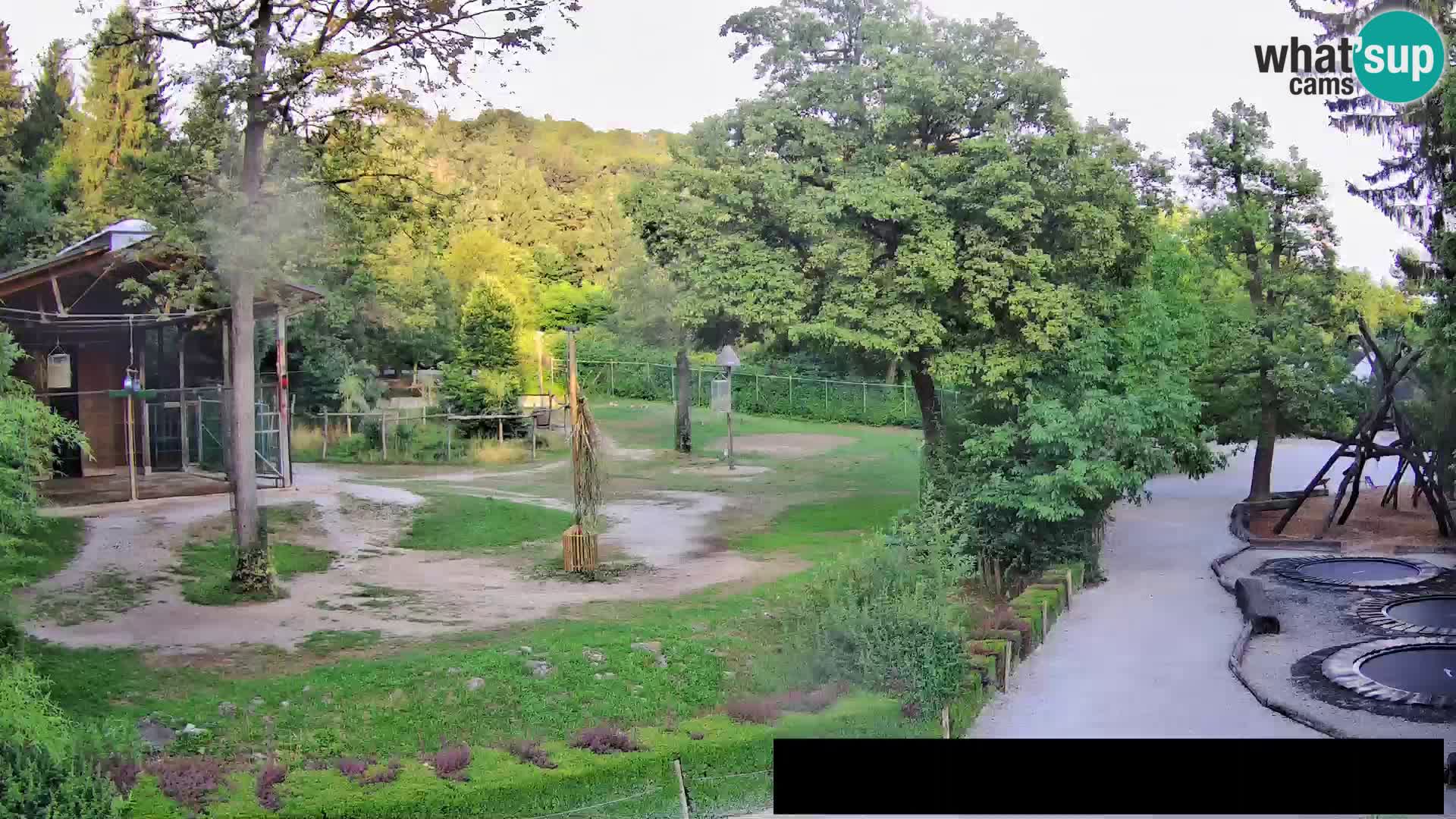 Web kamera Zoo Ljubljana – Žirafe