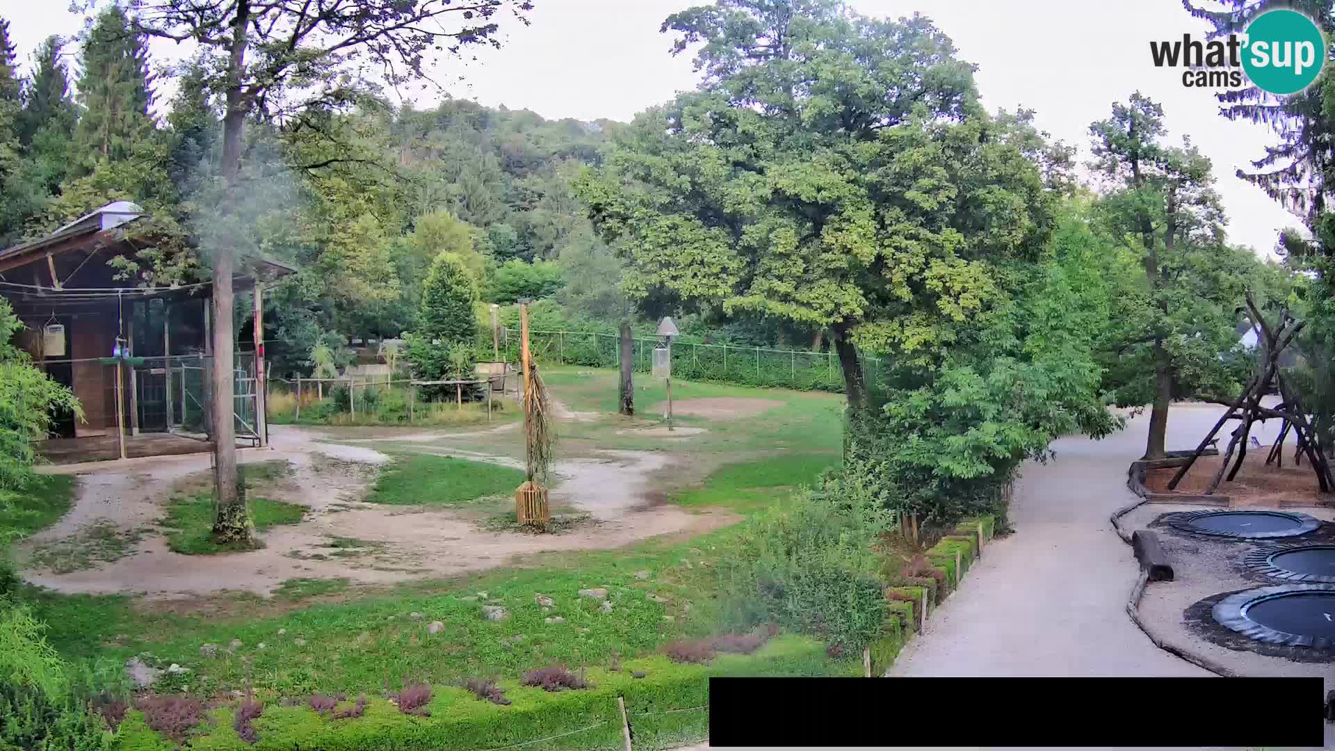 Webcam Zoo Ljubljana – Jirafas